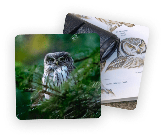 An owl in the foreground with drawings of owls on paper behind it