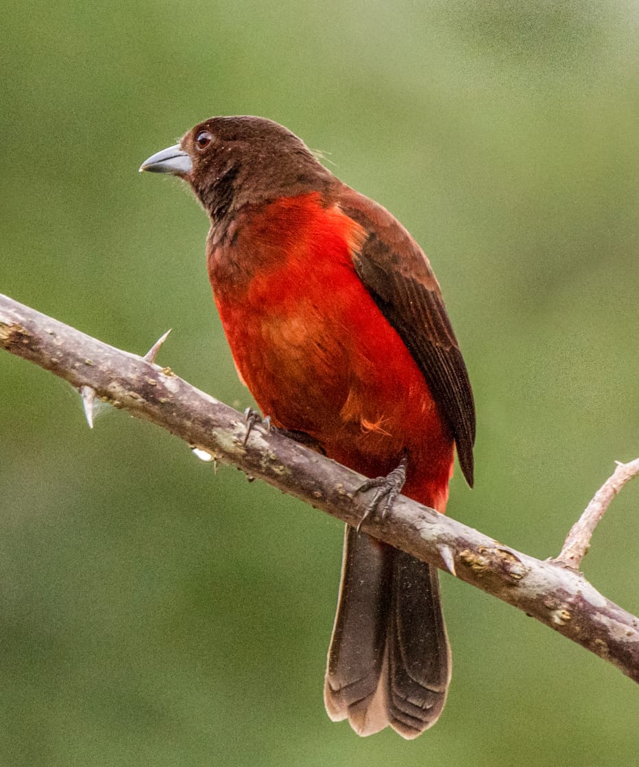 Bird Crimson-backed Tanager female