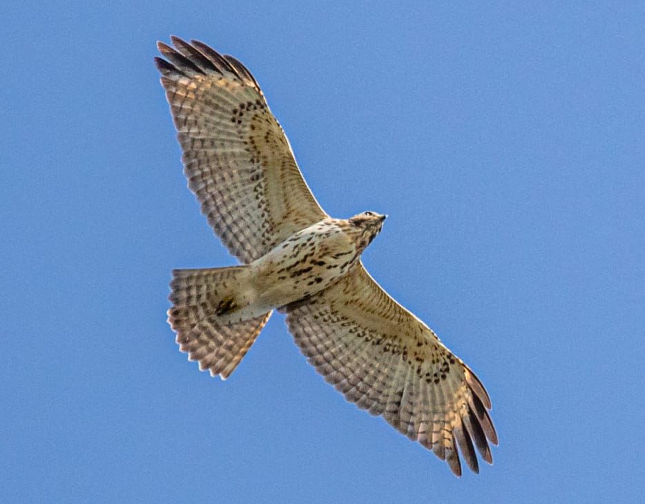 Bird Broad-winged Hawk, juvenile