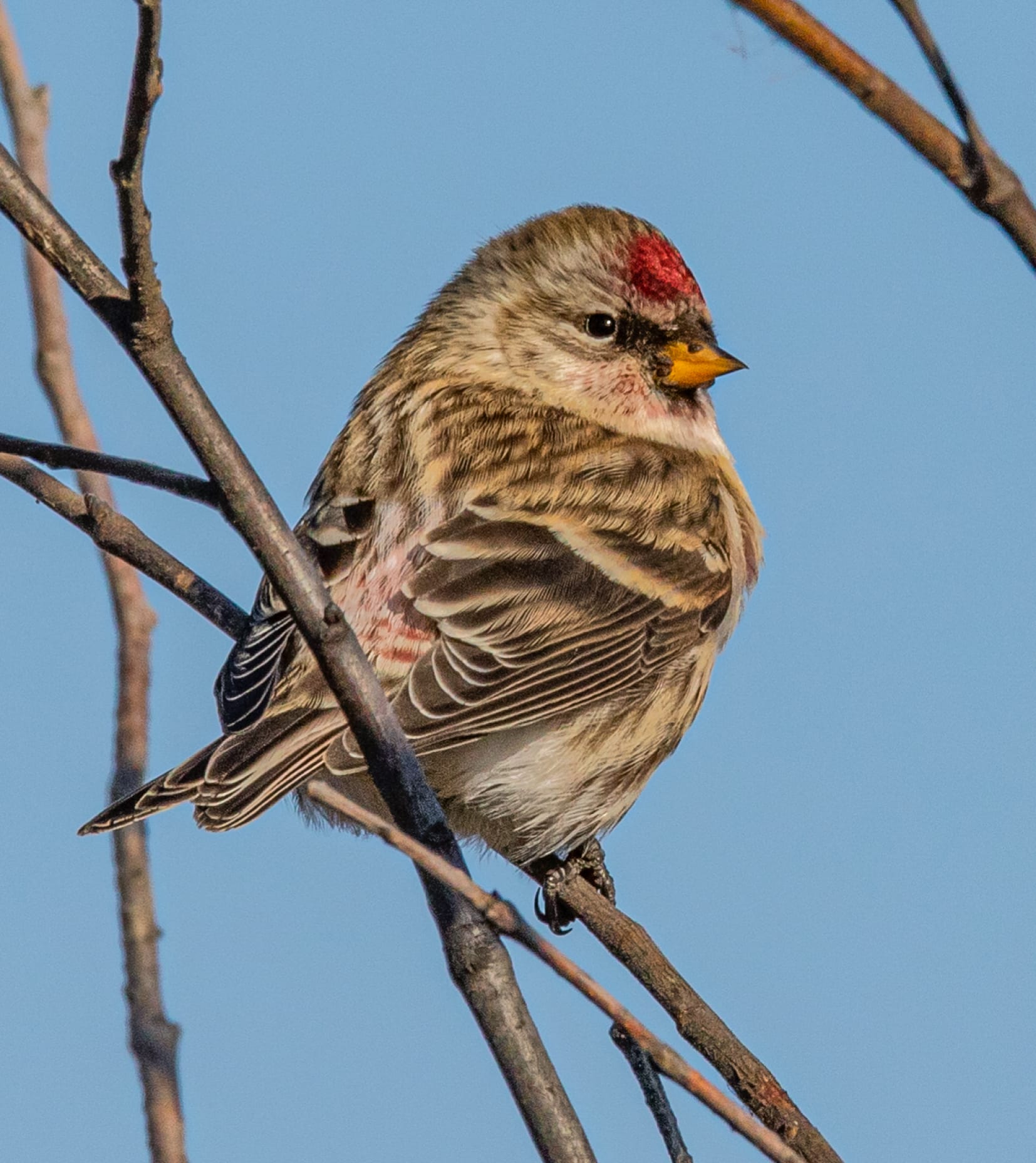 Common Redpoll