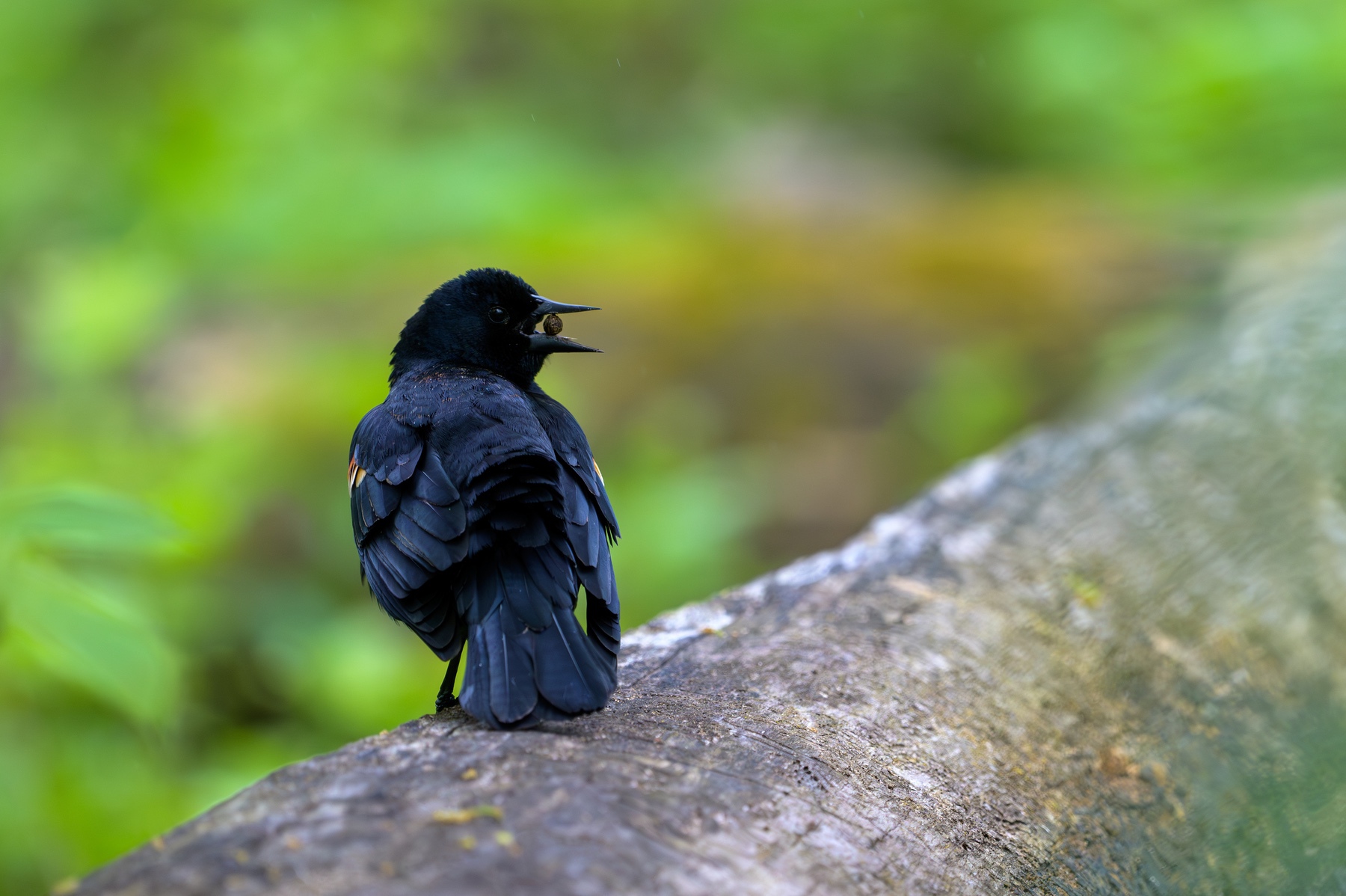 Red-winged Blackbird at Point Pelee National Park with food in its beak