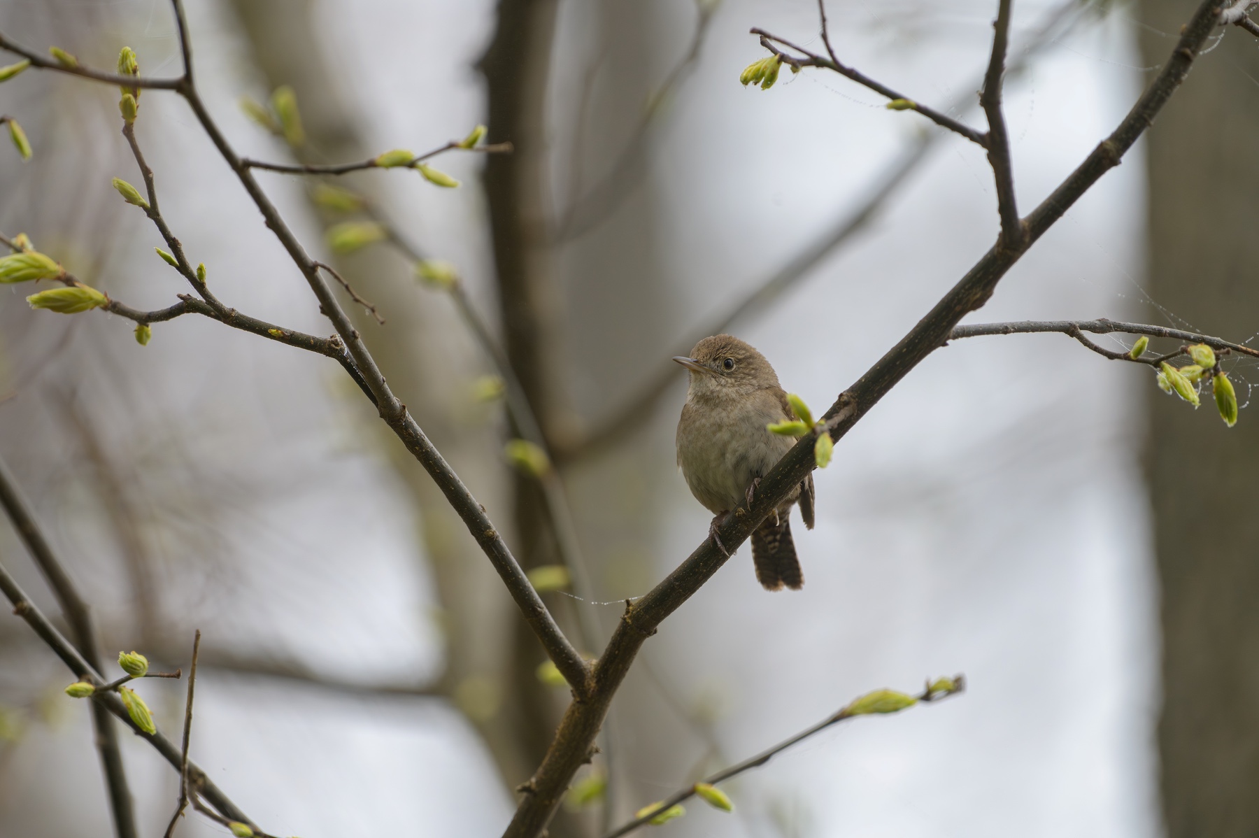 House Wren at Point Pelee National Park