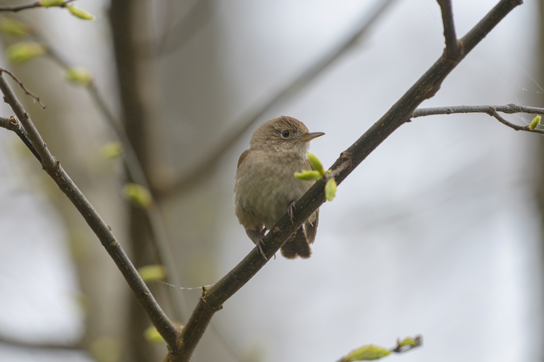 House Wren at Point Pelee National Park
