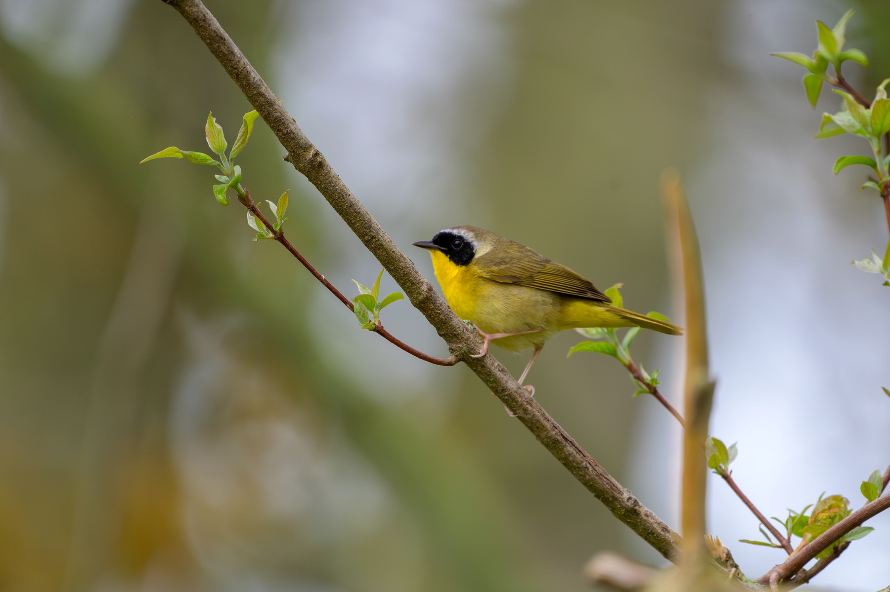 Common Yellowthroat at Point Pelee National Park