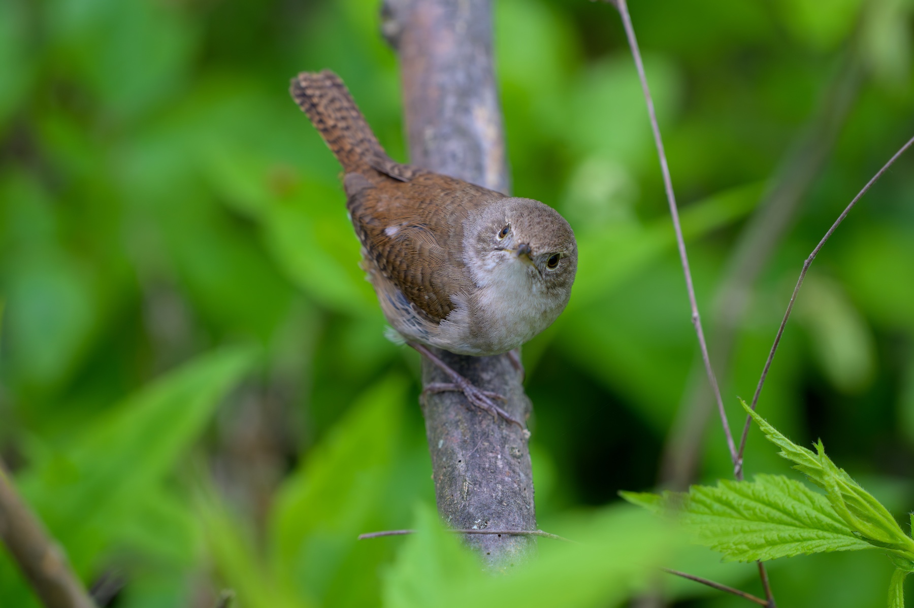 House Wren at Point Pelee National Park