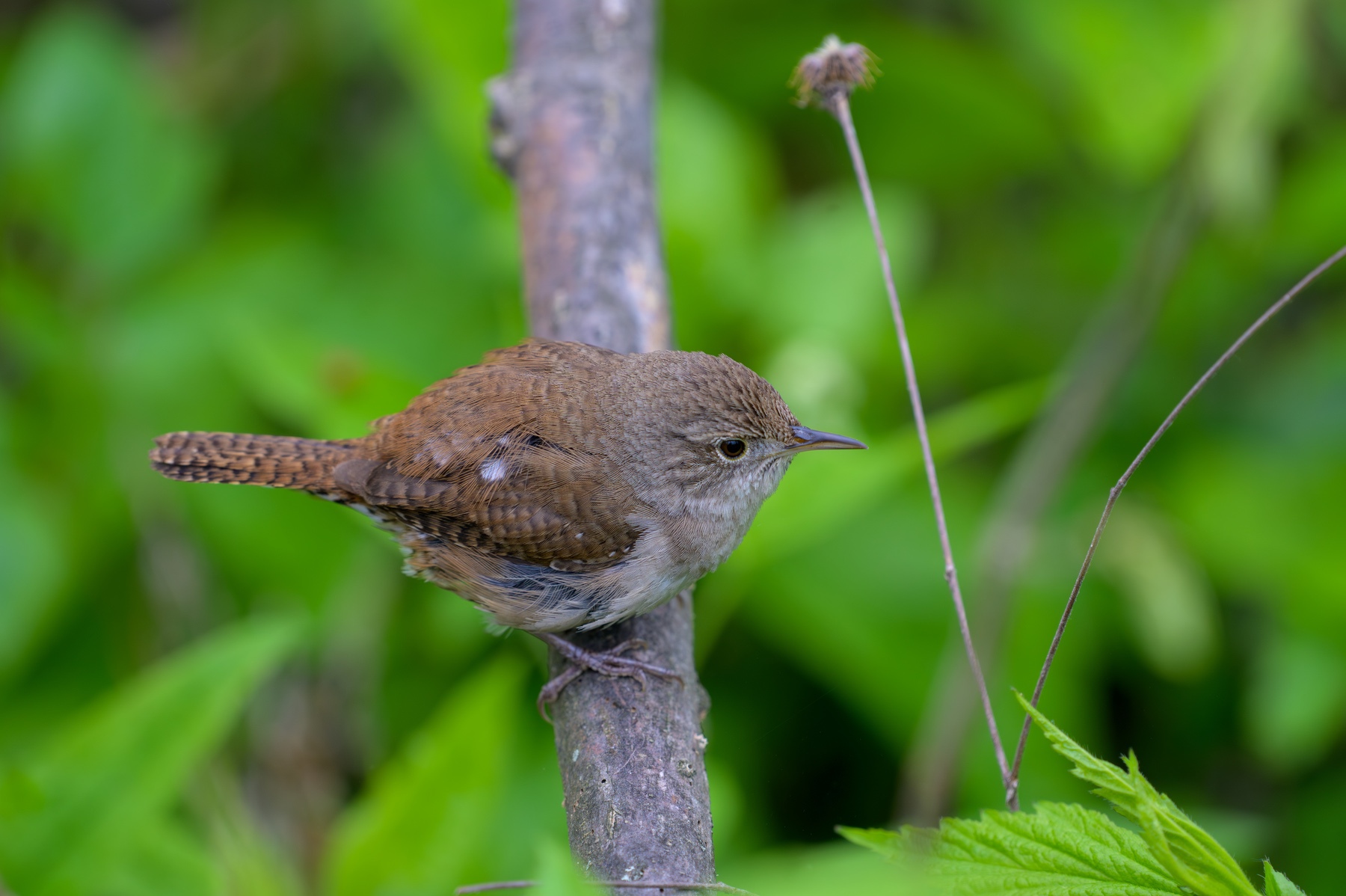 House Wren at Point Pelee National Park