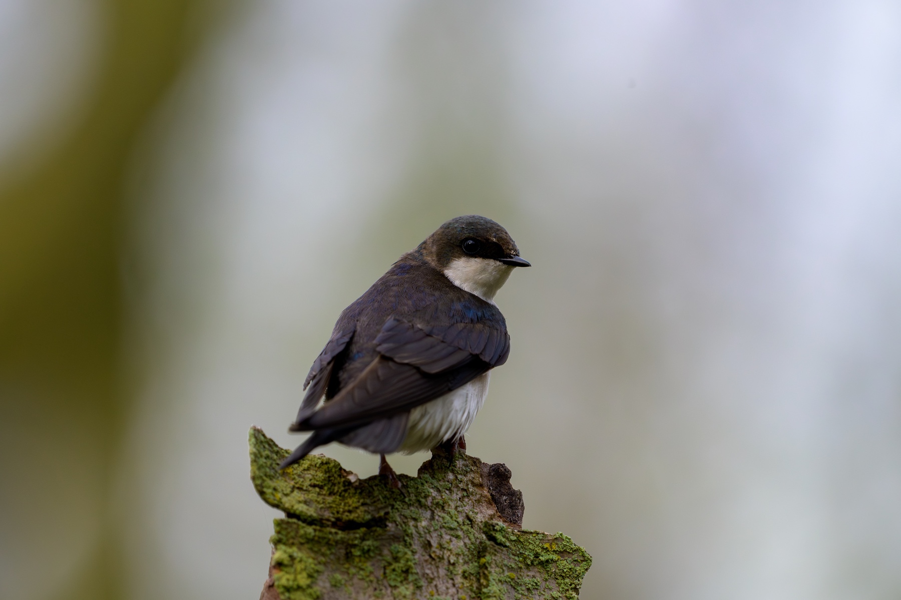 Tree Swallow at Point Pelee National Park