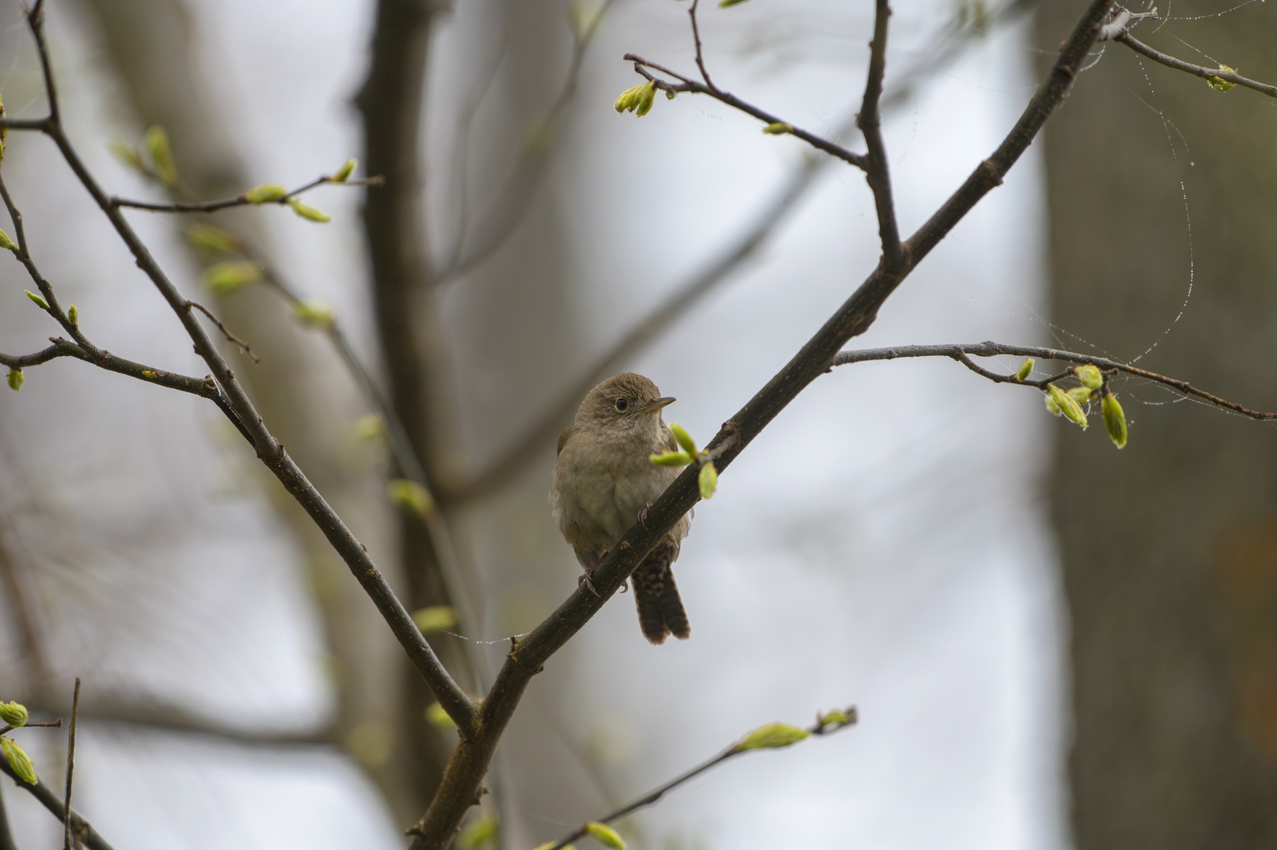 House Wren at Point Pelee National Park