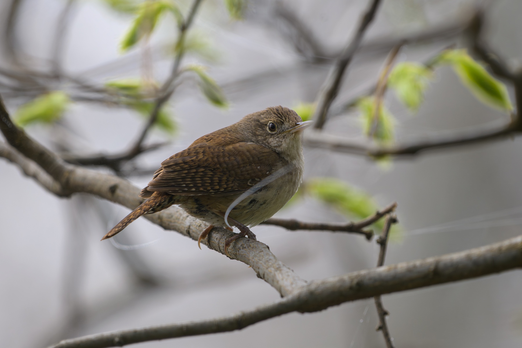 House Wren at Point Pelee National Park