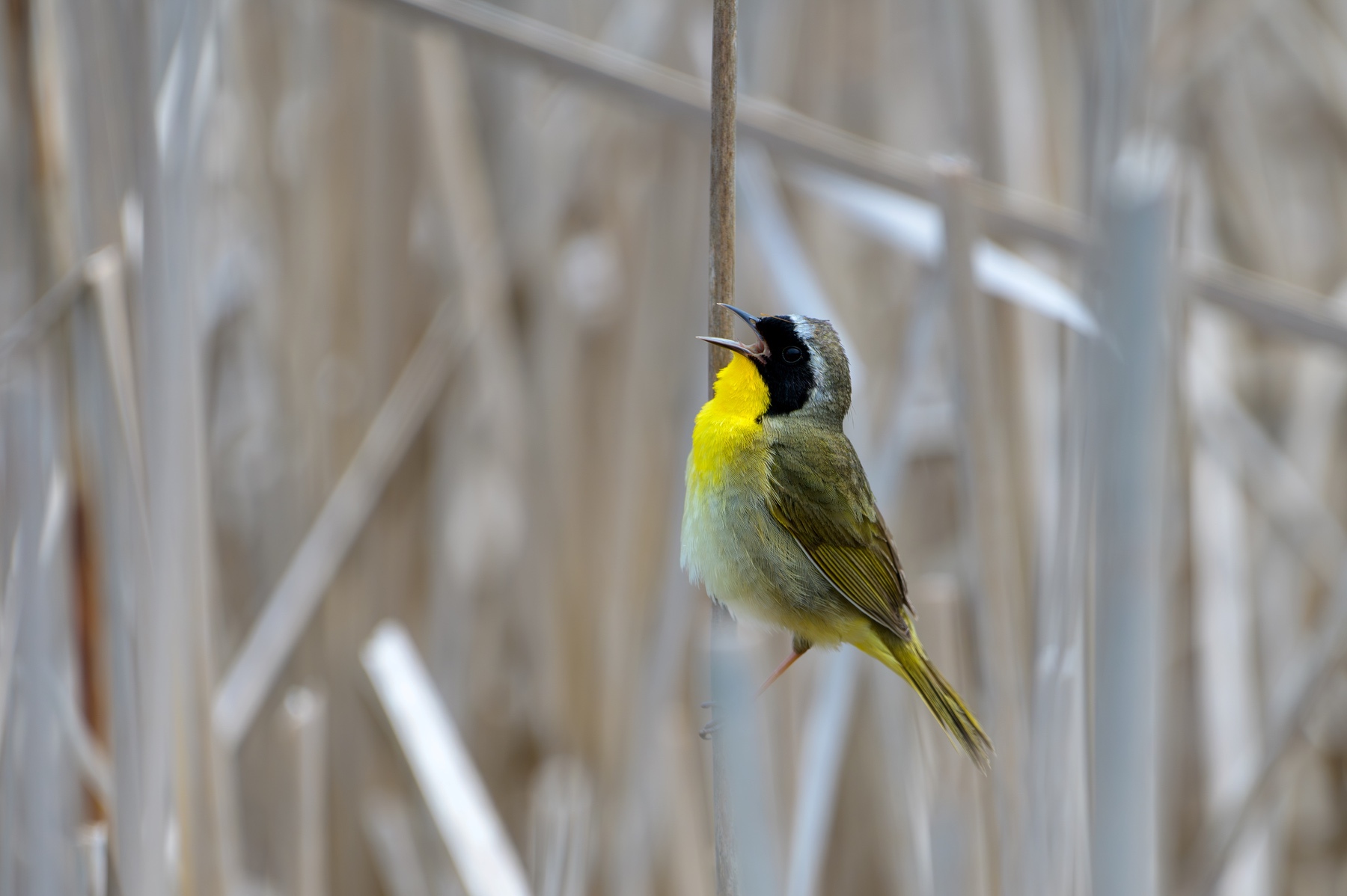 Singing Common Yellowthroat at Point Pelee National Park
