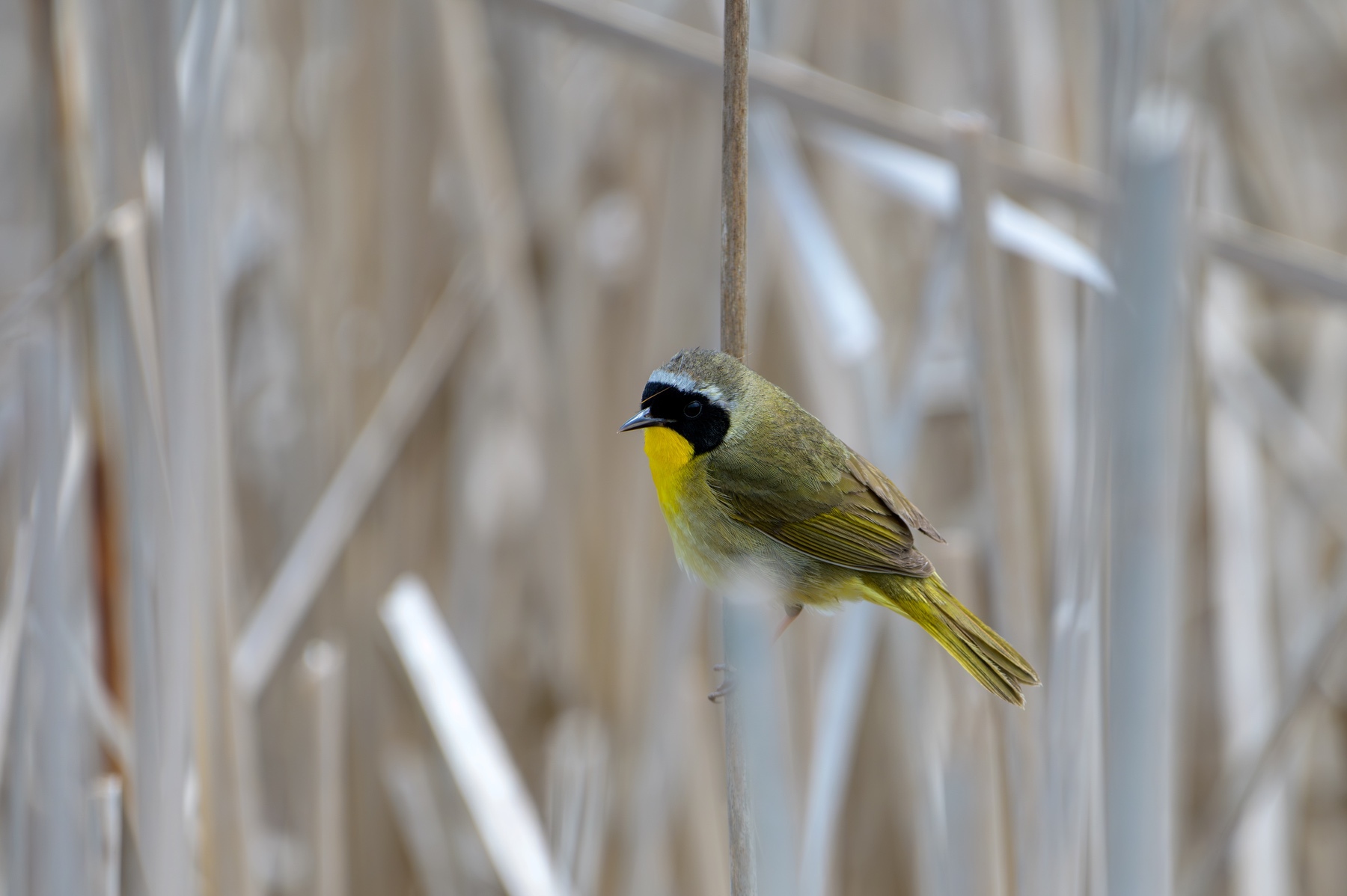 Common Yellowthroat at Point Pelee National Park