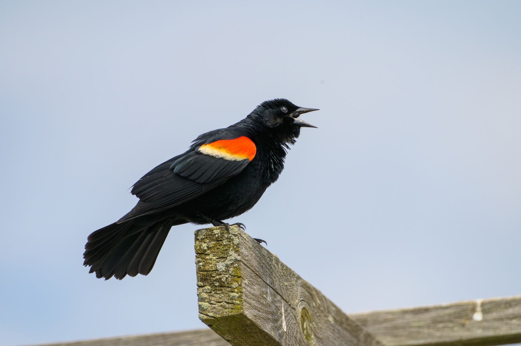Red-winged Blackbird at Point Pelee National Park