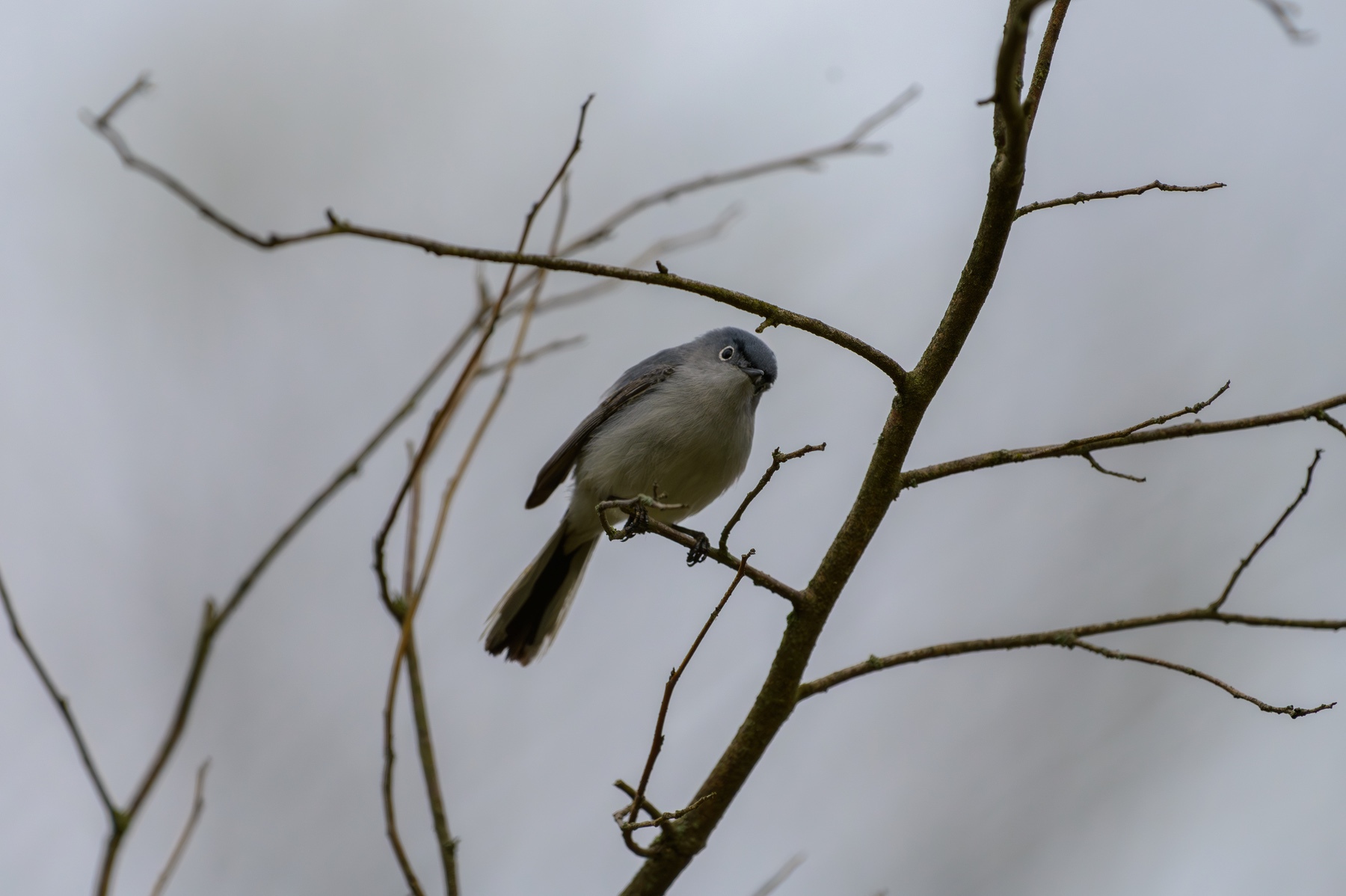 Blue-grey Gnatcatcher at Point Pelee National Park