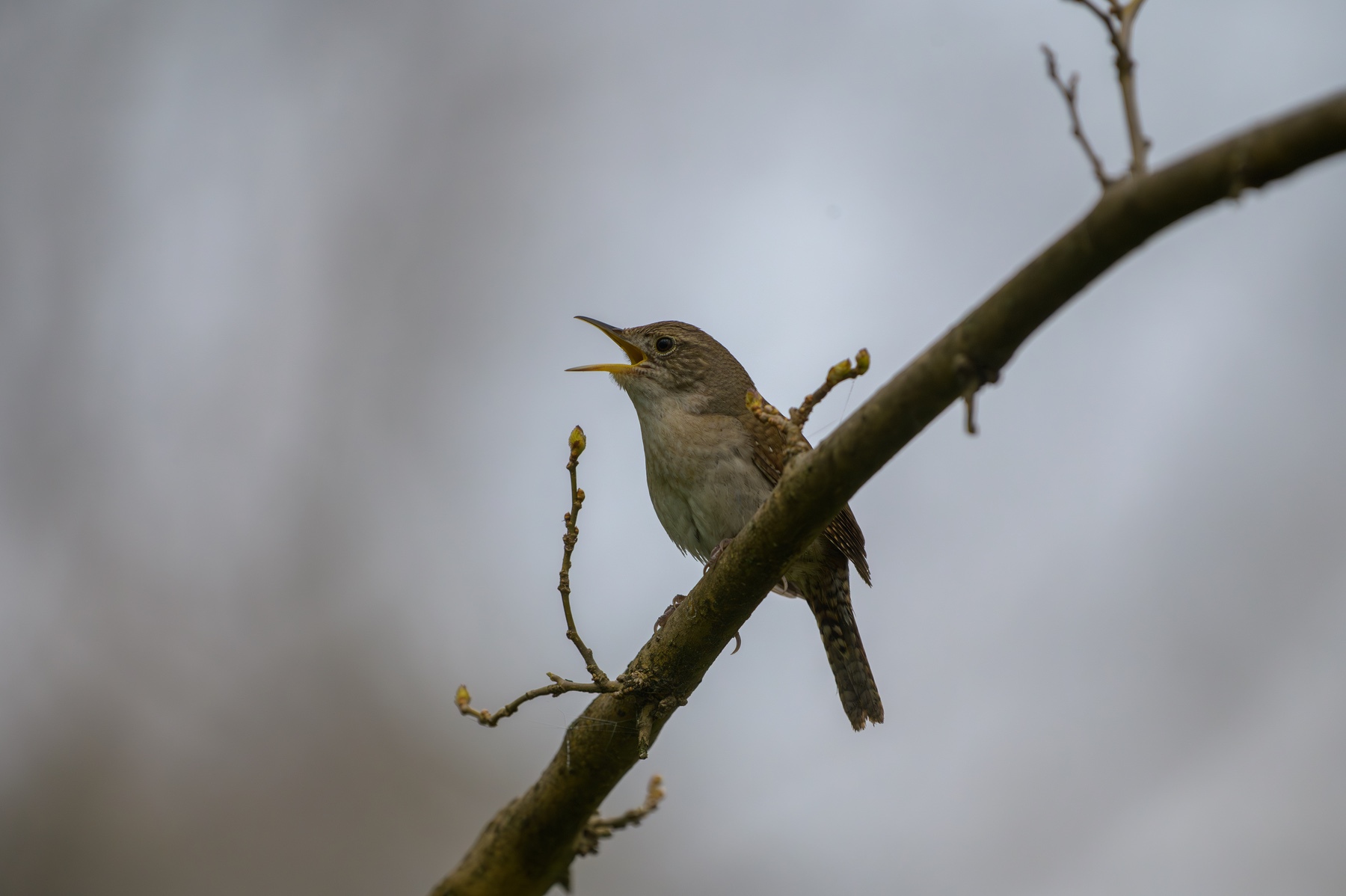 House Wren at Point Pelee National Park