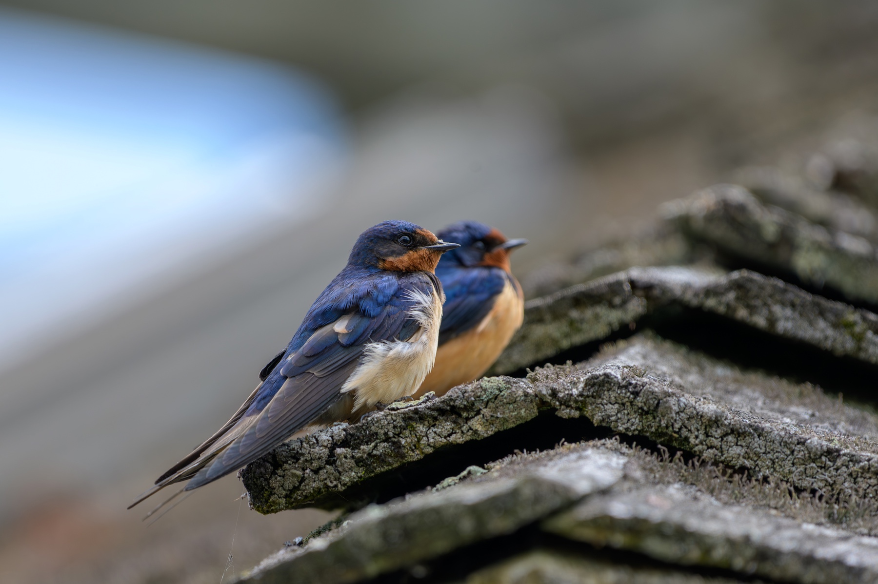 Barn Swallow at Point Pelee National Park