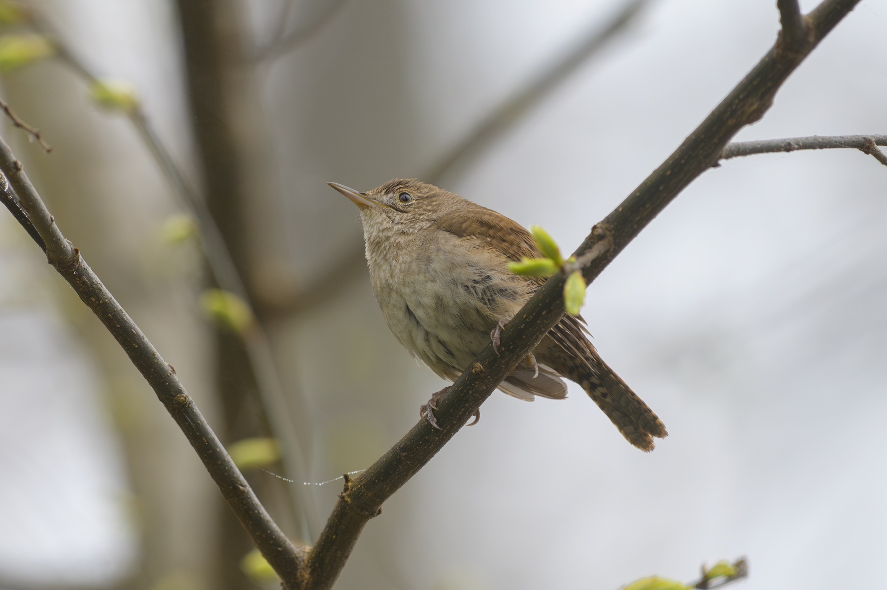 House Wren at Point Pelee National Park