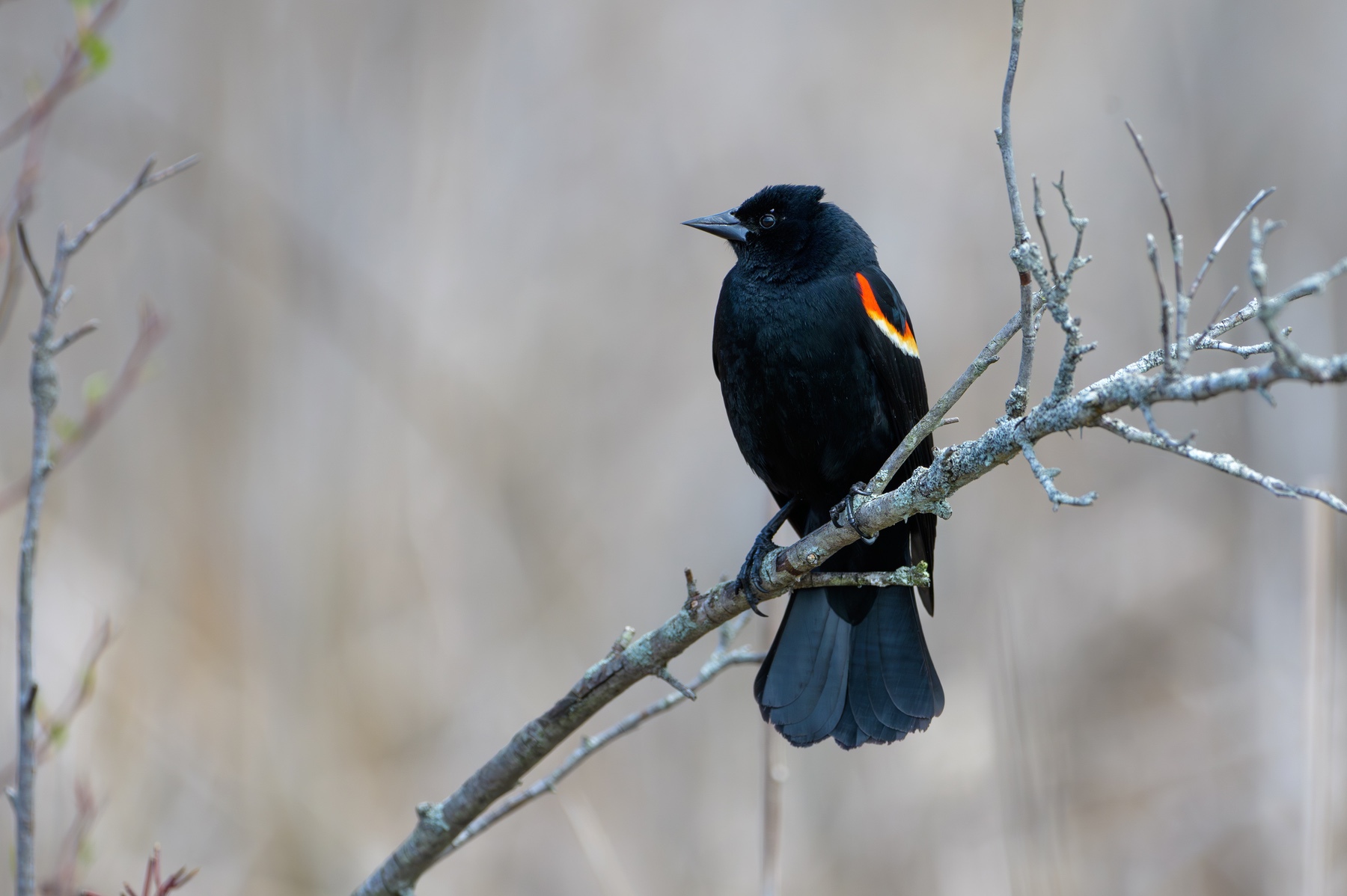 Red-winged Blackbird at Point Pelee National Park