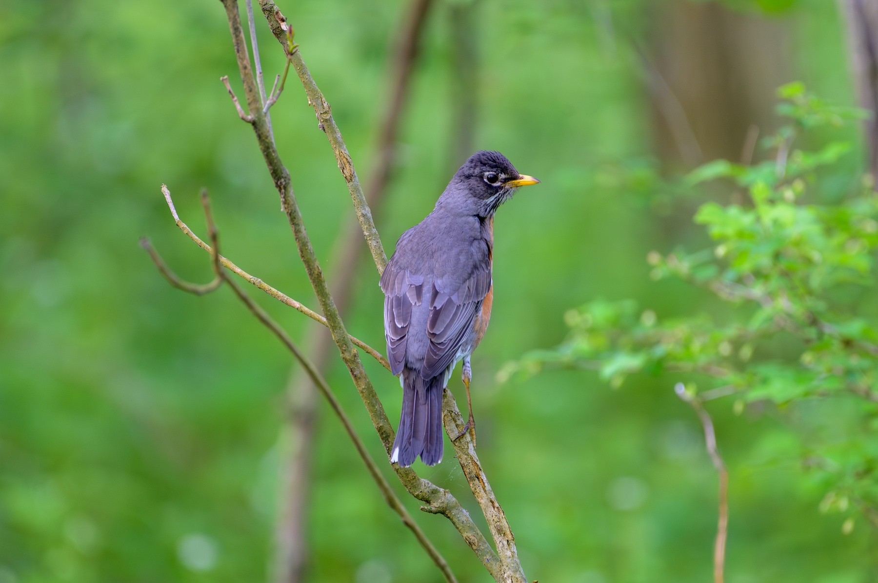 American Robin at Point Pelee National Park