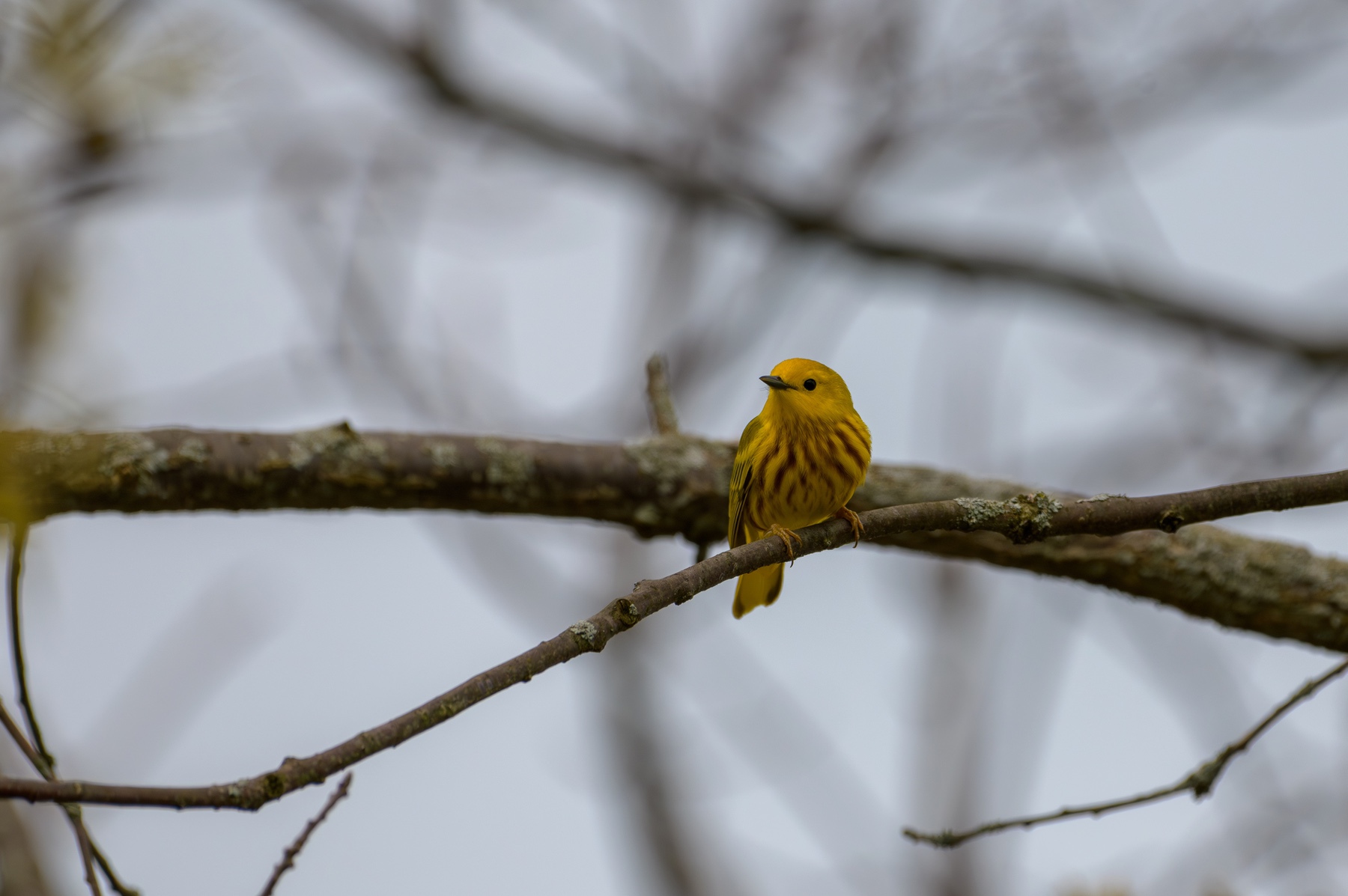 Yellow Warbler at Point Pelee National Park