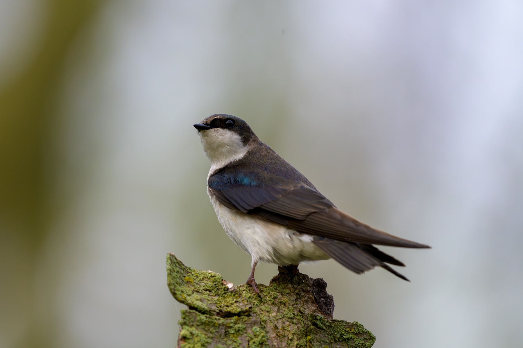 Tree Swallow at Point Pelee National Park