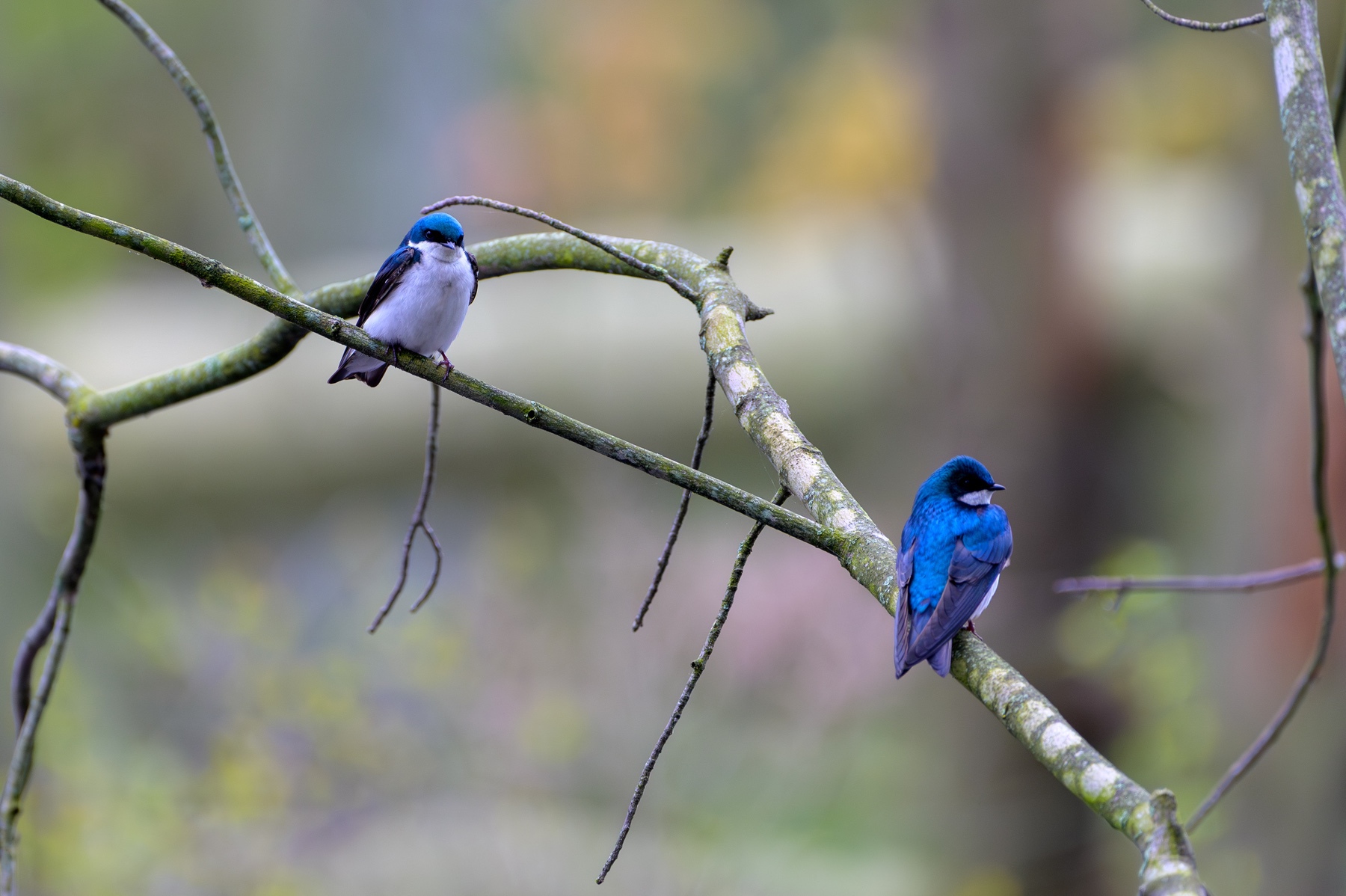 Two Tree Swallows at Point Pelee National Park