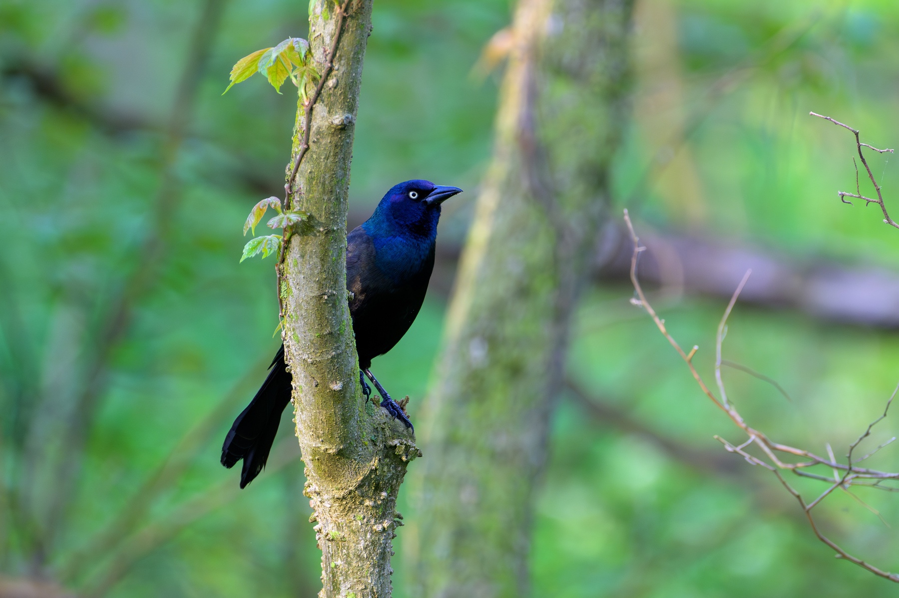 Common Grackle at Point Pelee National Park