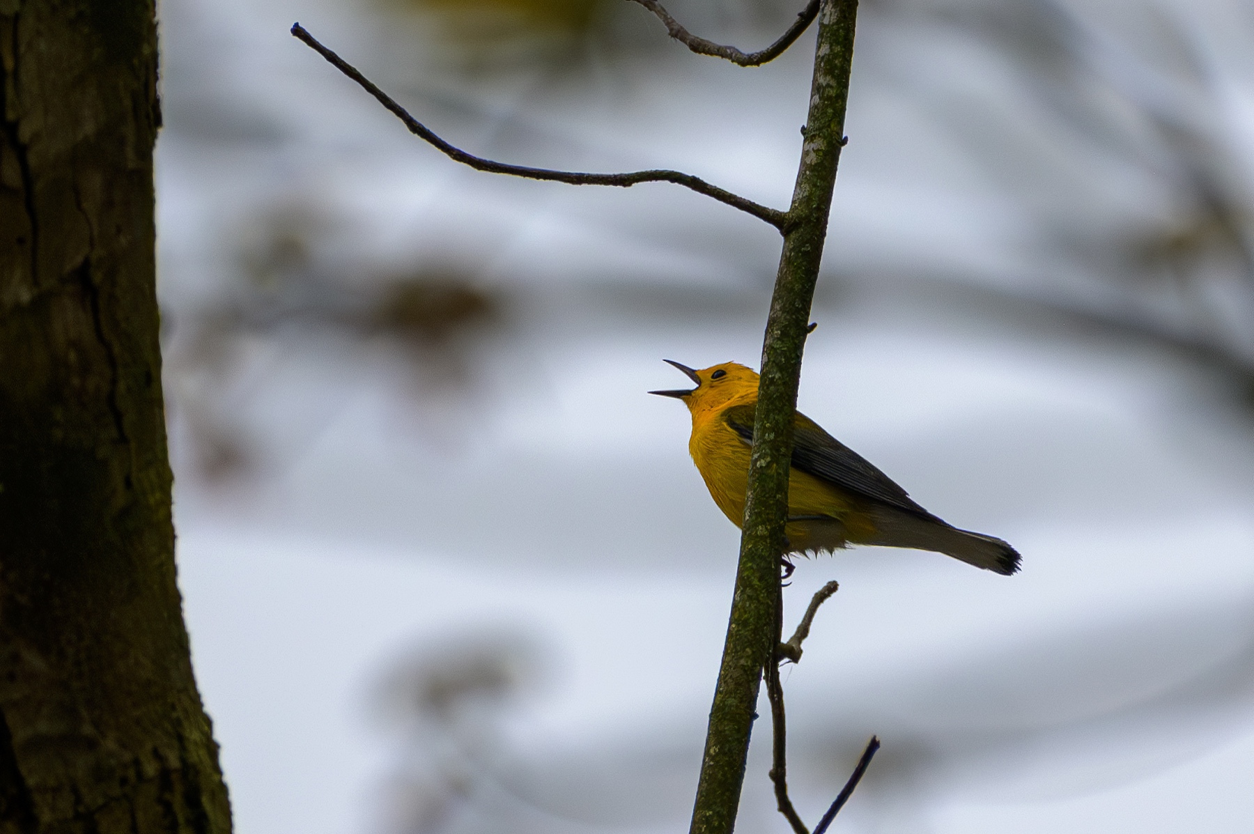 Prothonotary Warbler at Point Pelee National Park
