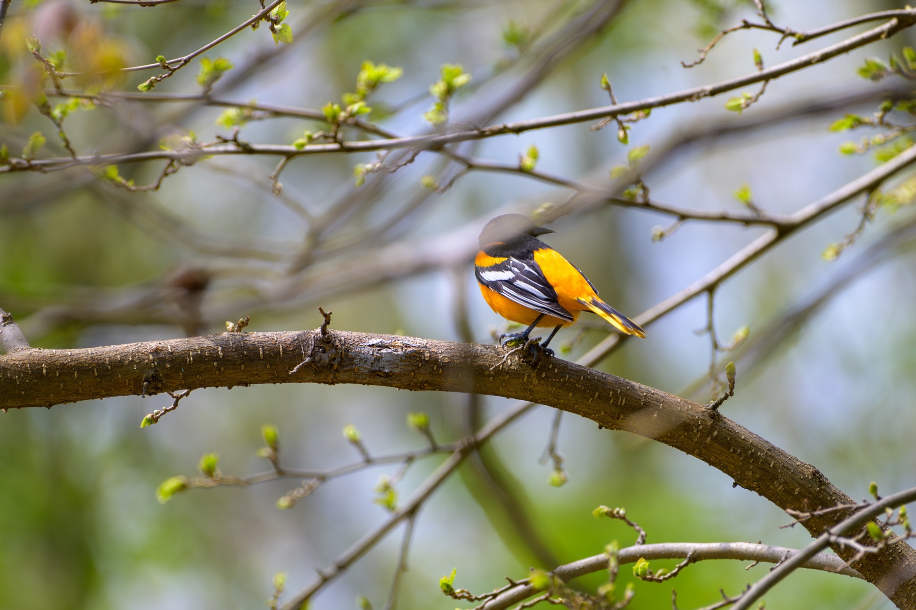 Baltimore Oriole at Point Pelee National Park