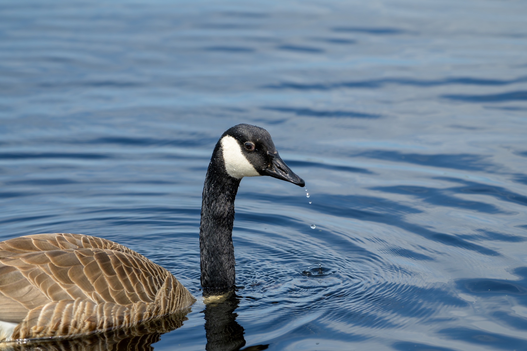 Canada Goose at Point Pelee National Park