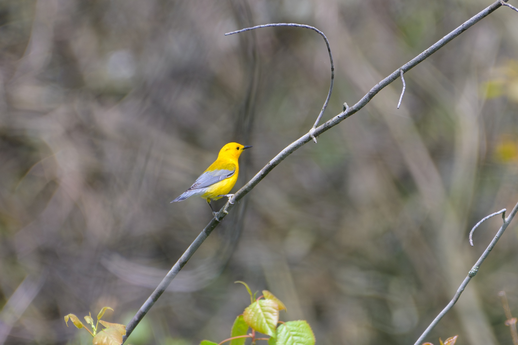Prothonotary Warbler at Point Pelee National Park