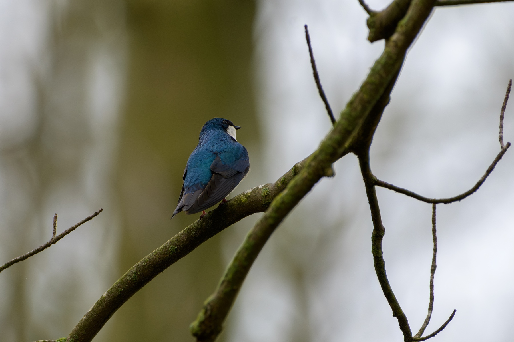 Tree Swallow at Point Pelee National Park
