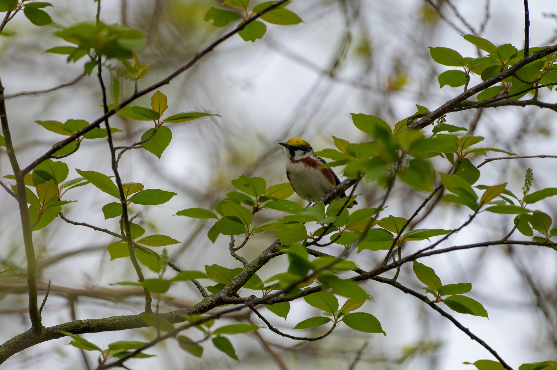 Chestnut-sided Warbler at Point Pelee National Park
