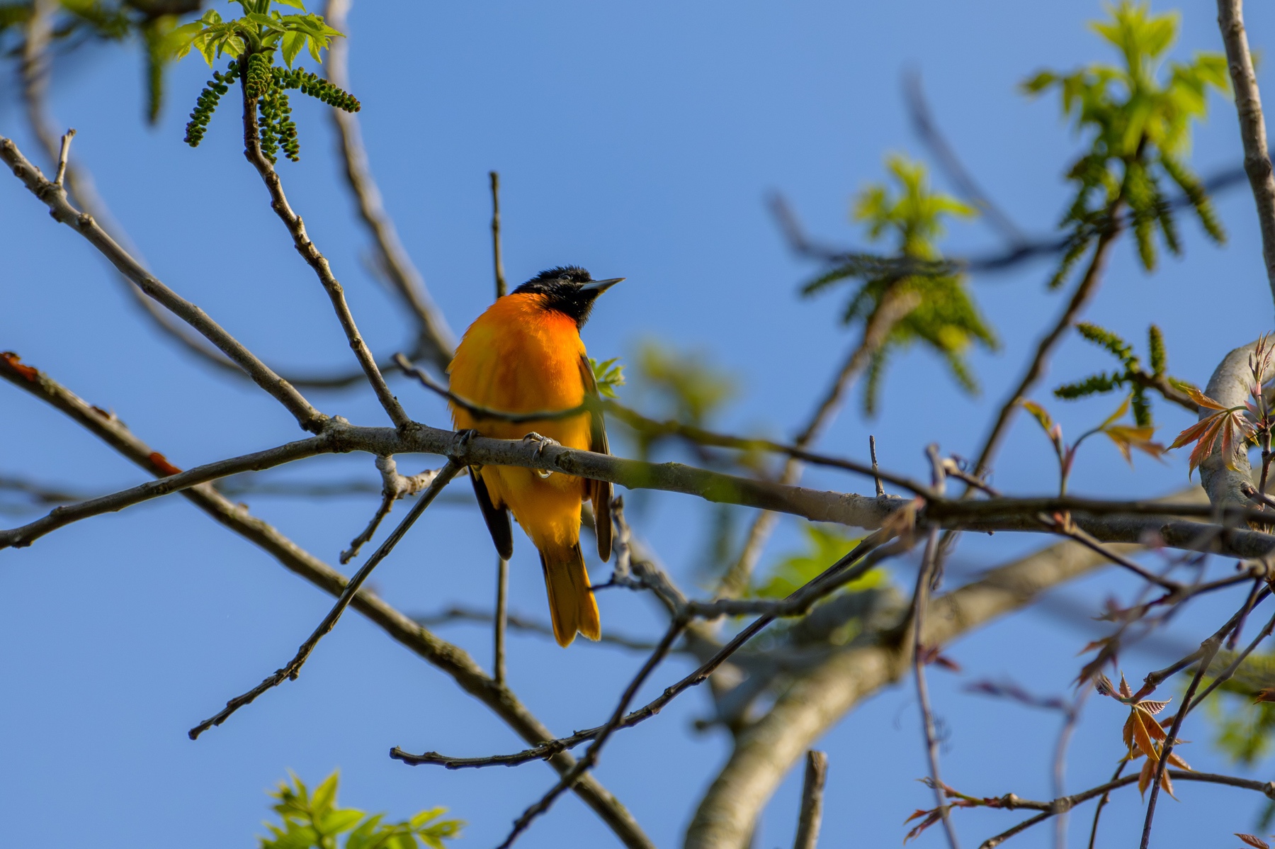Baltimore Oriole at Point Pelee National Park