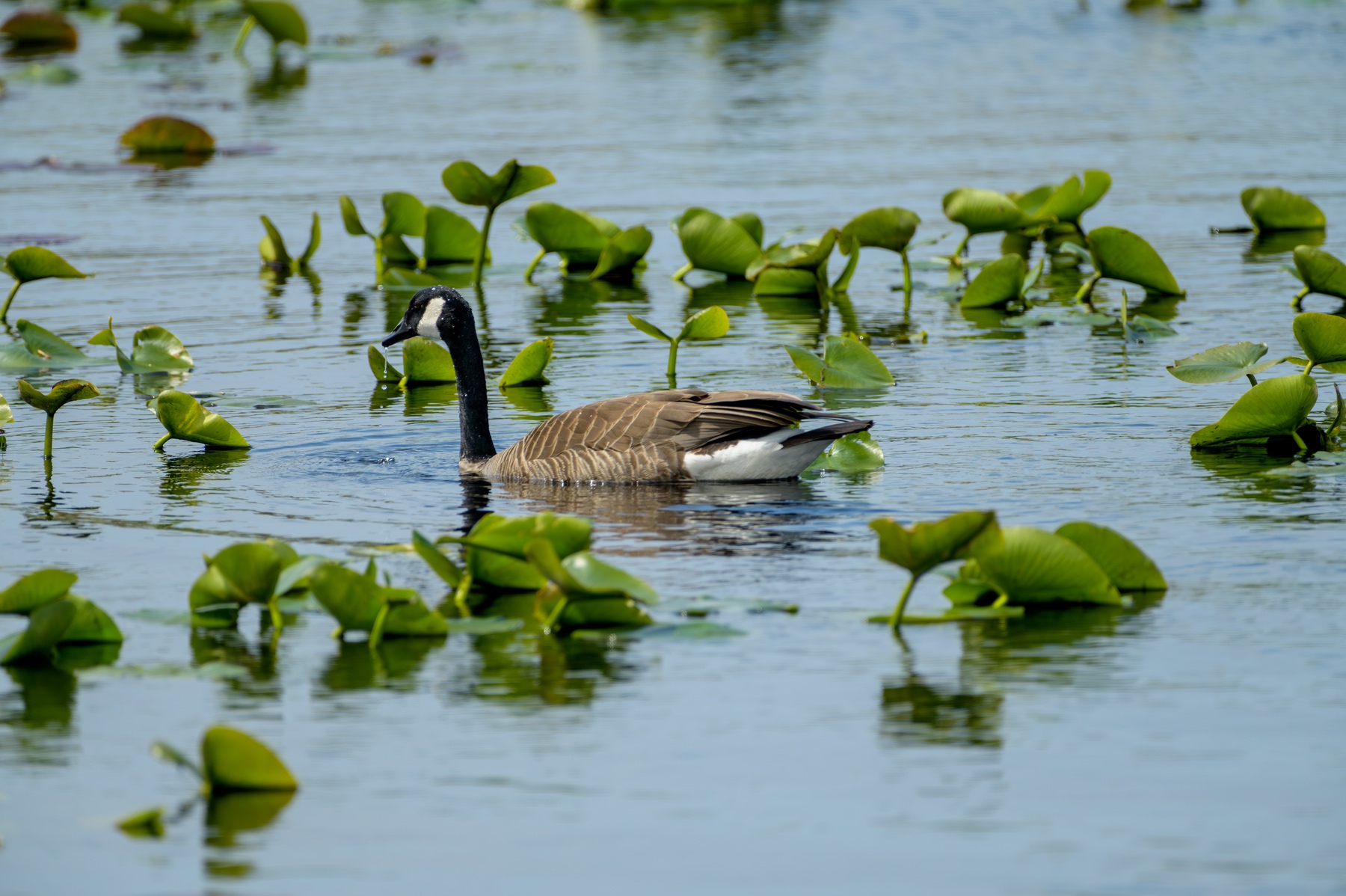 Canada Goose at Point Pelee National Park