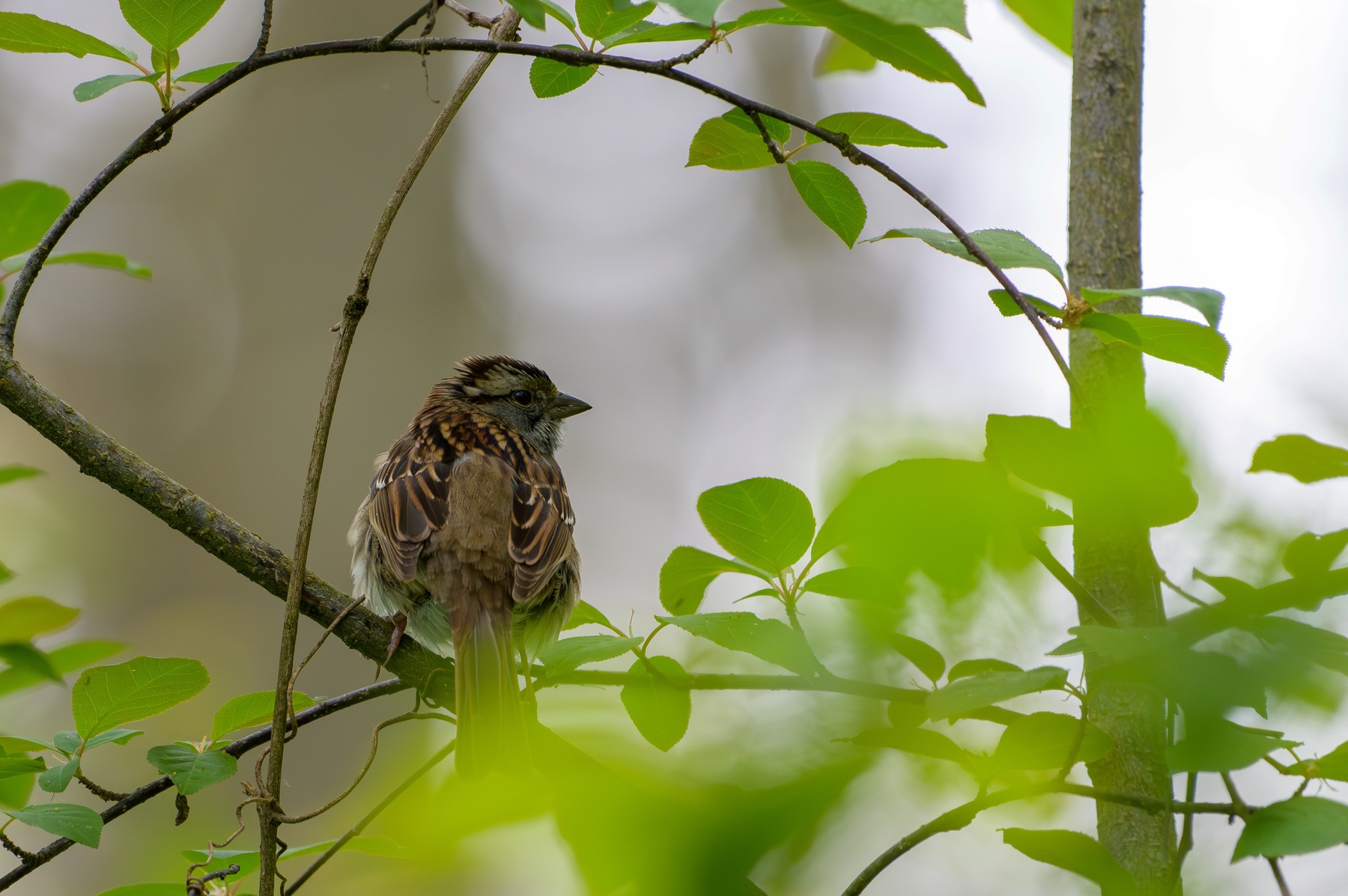 White-throated Sparrow at Point Pelee National Park