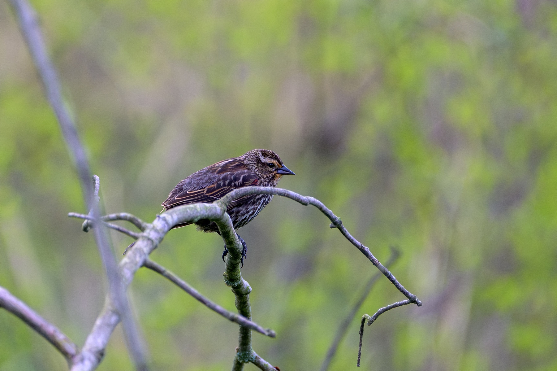 Red-winged Blackbird at Point Pelee National Park