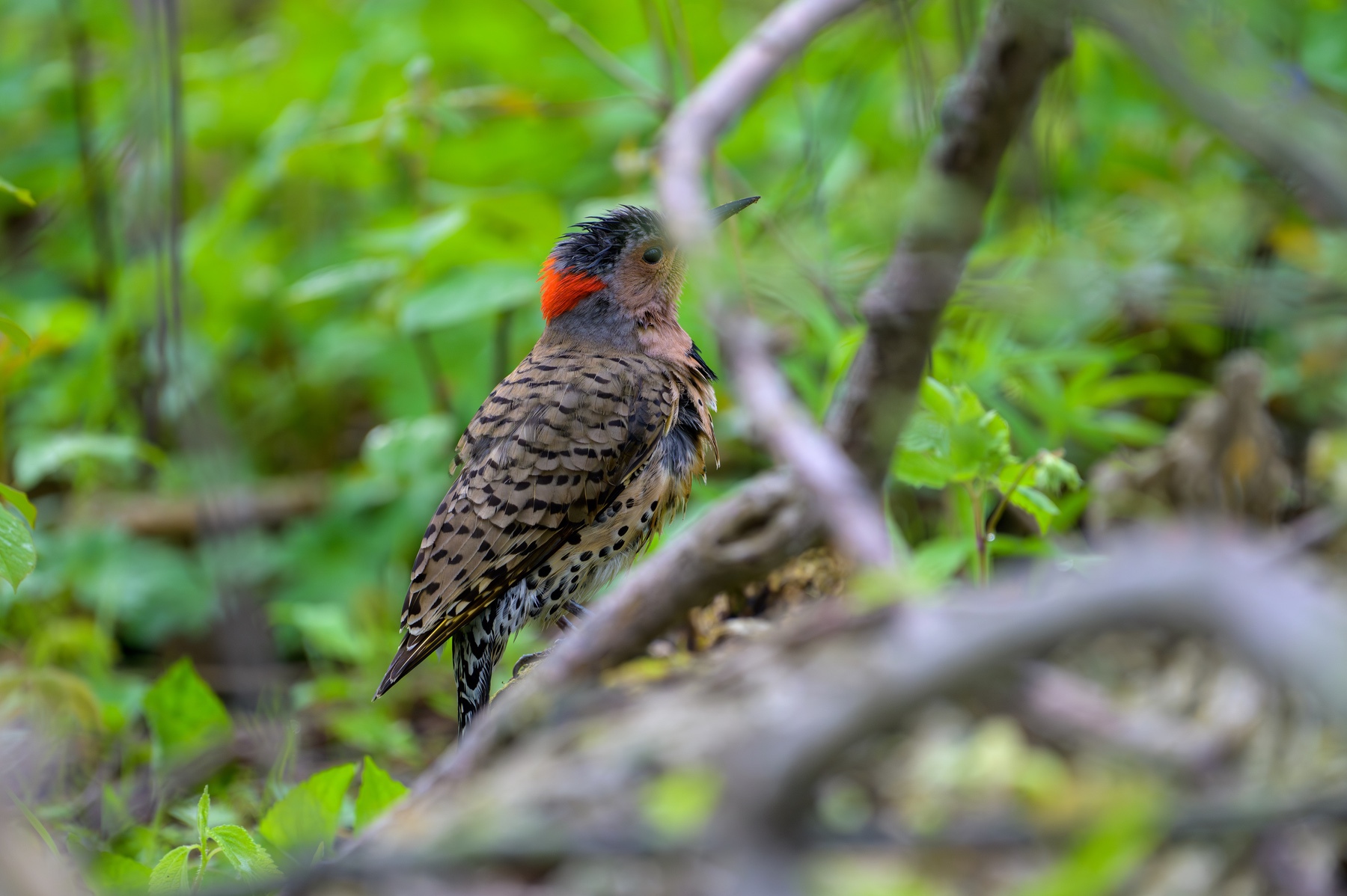Northern Flicker at Point Pelee National Park