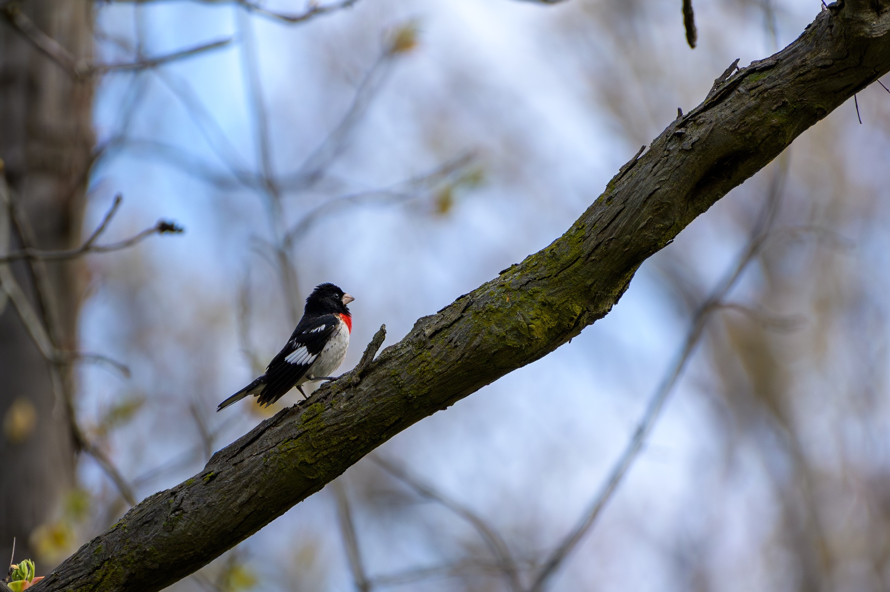 Rose-breasted Grosbeak at Point Pelee National Park