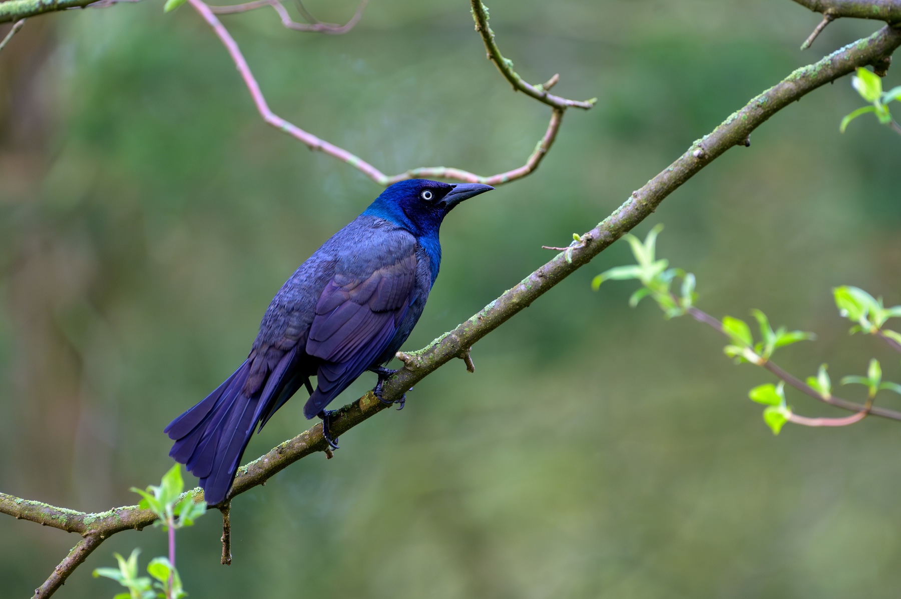 Common Grackle at Point Pelee National Park