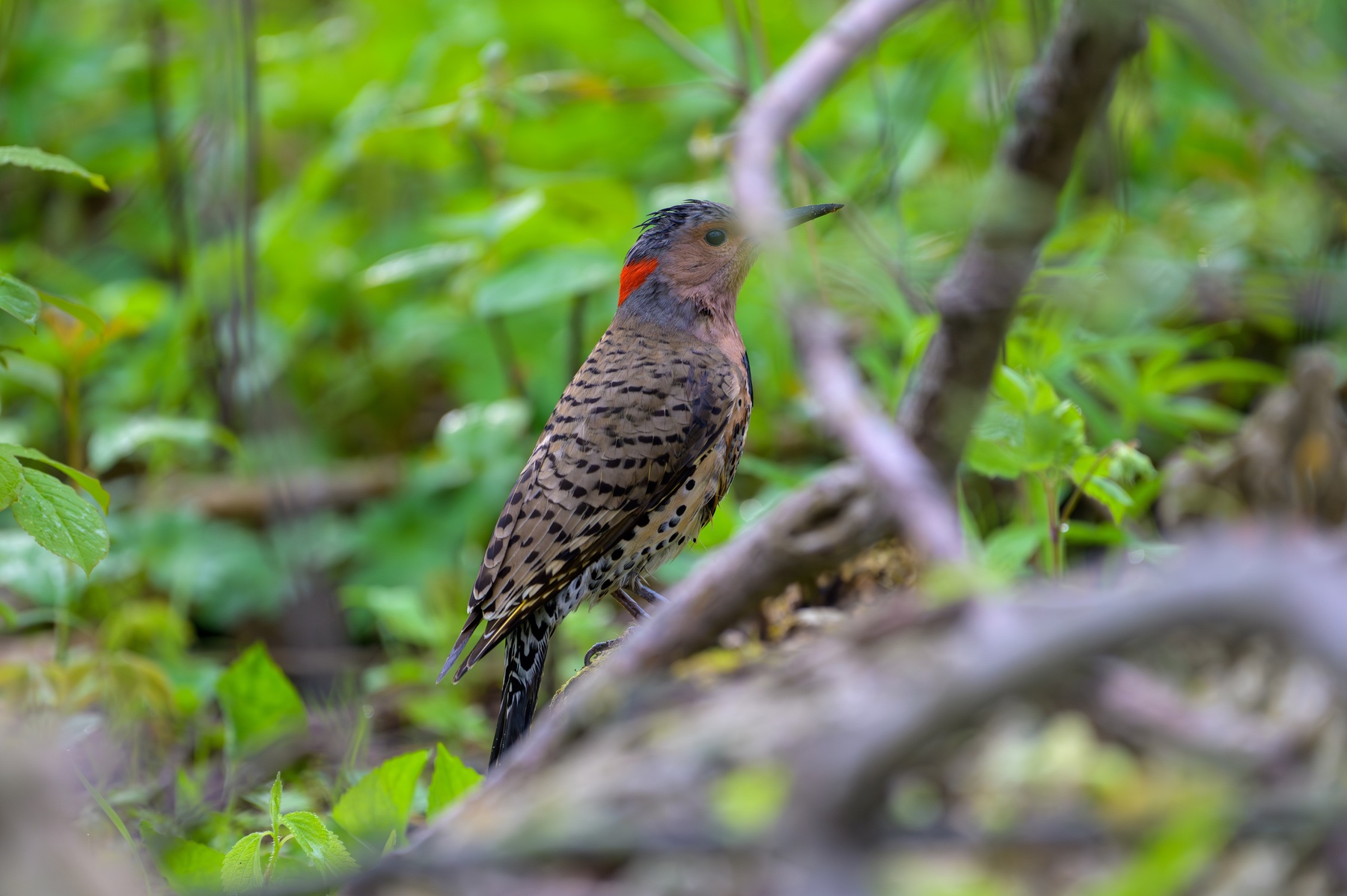 Northern Flicker at Point Pelee National Park