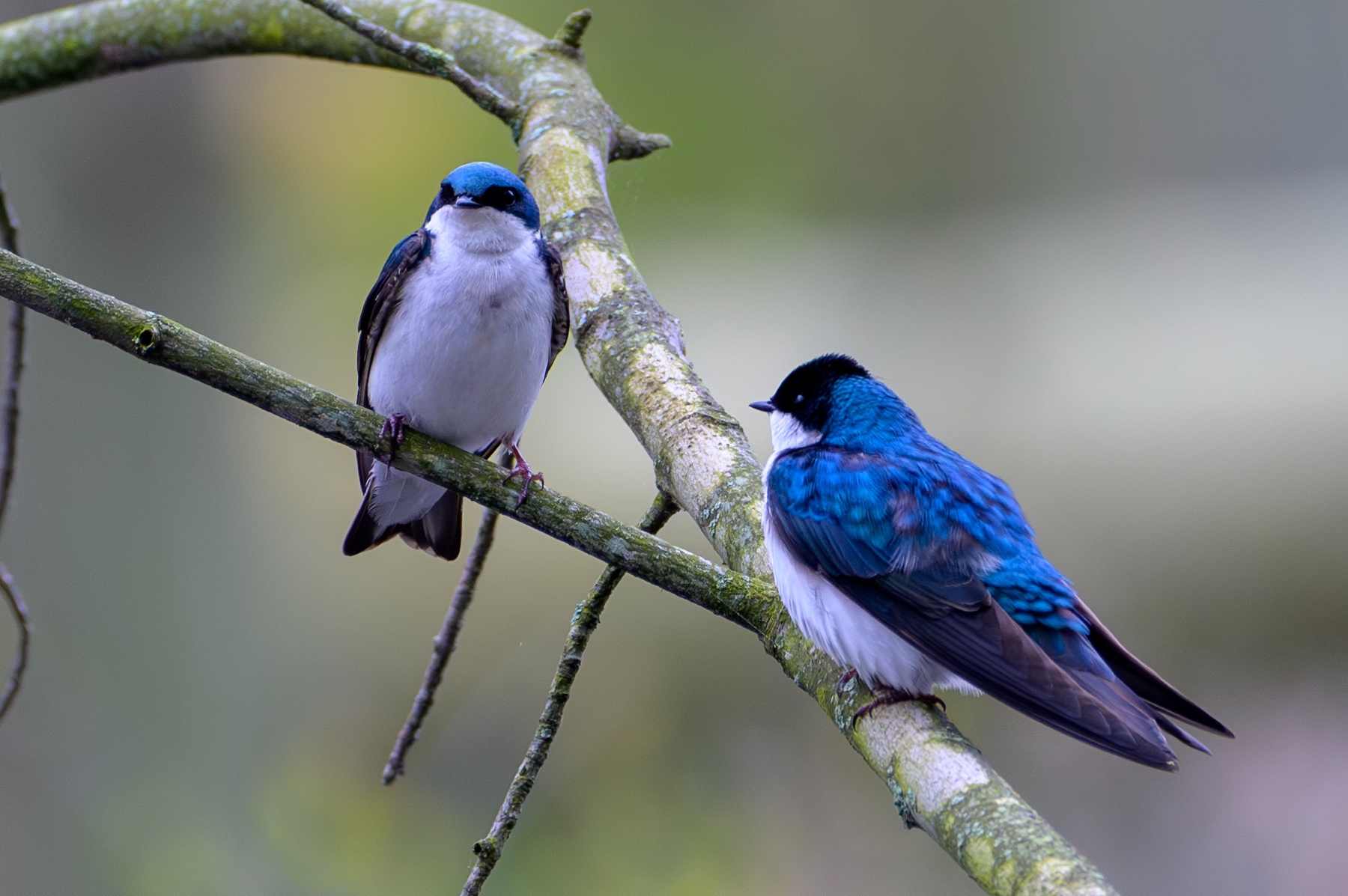 Two Tree Swallows at Point Pelee National Park