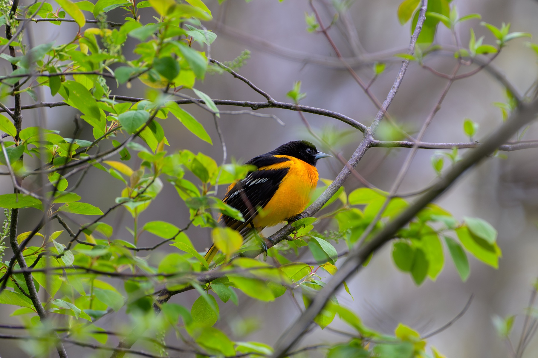 Baltimore Oriole at Point Pelee National Park