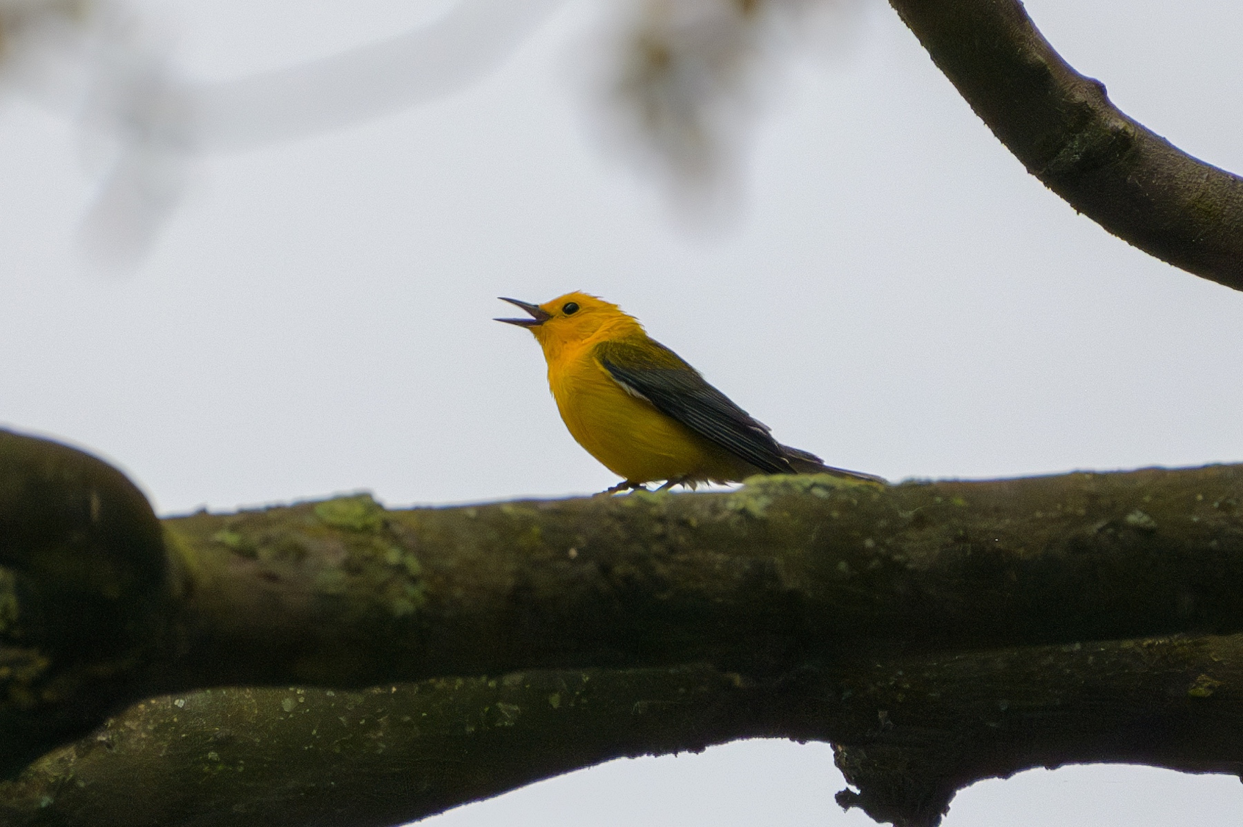 Prothonotary Warbler at Point Pelee National Park