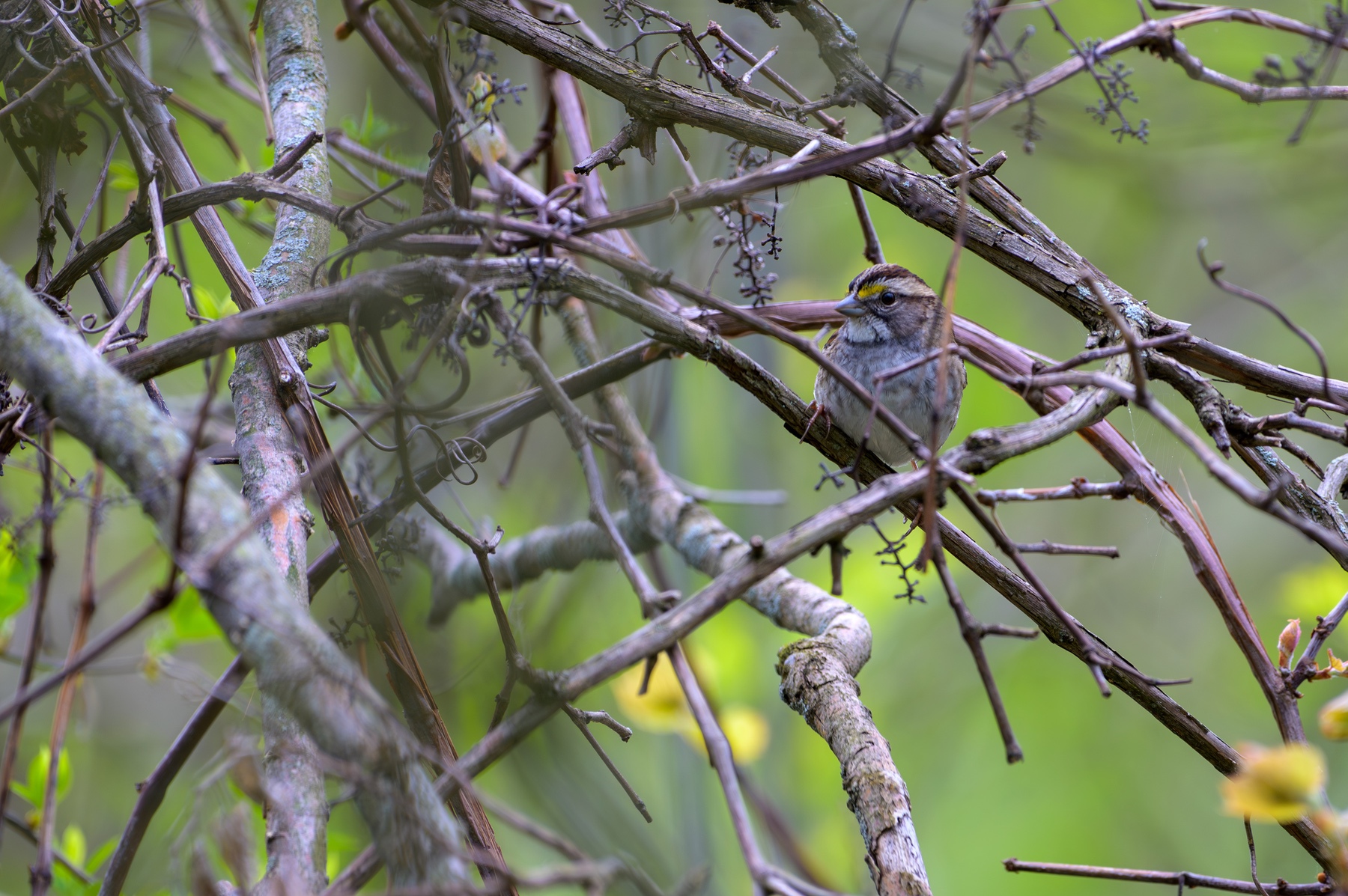 White-throated Sparrow at Point Pelee National Park
