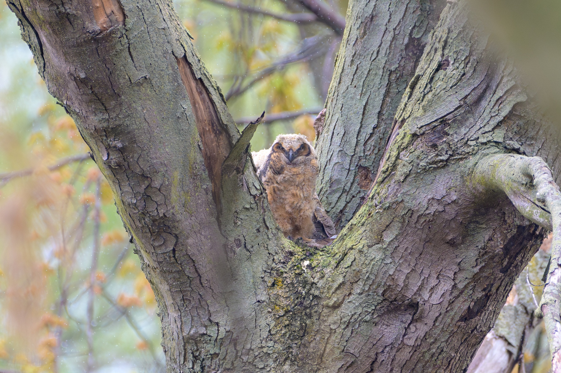 Great Horned Owl at Point Pelee National Park