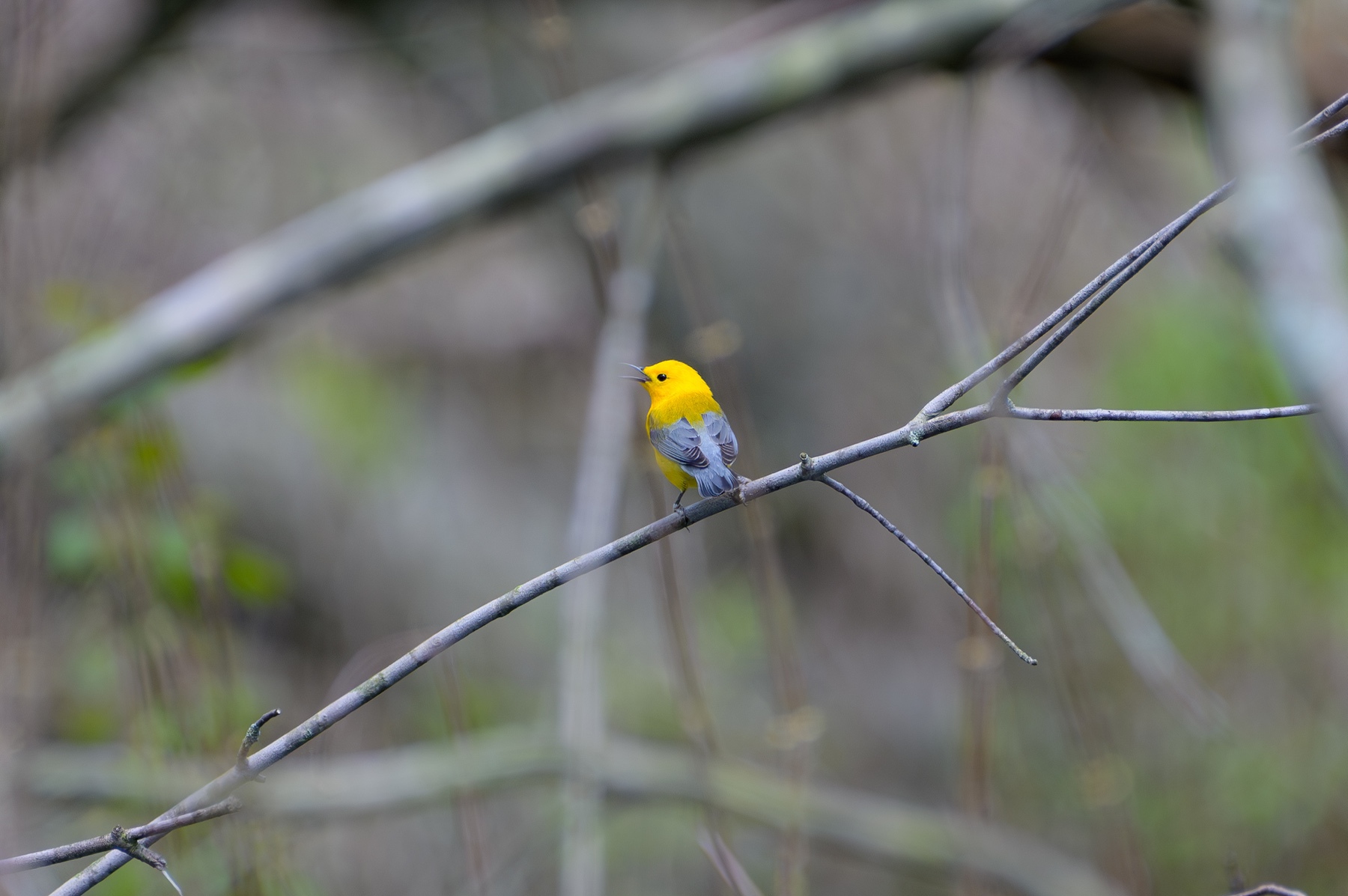 Prothonotary Warbler at Point Pelee National Park
