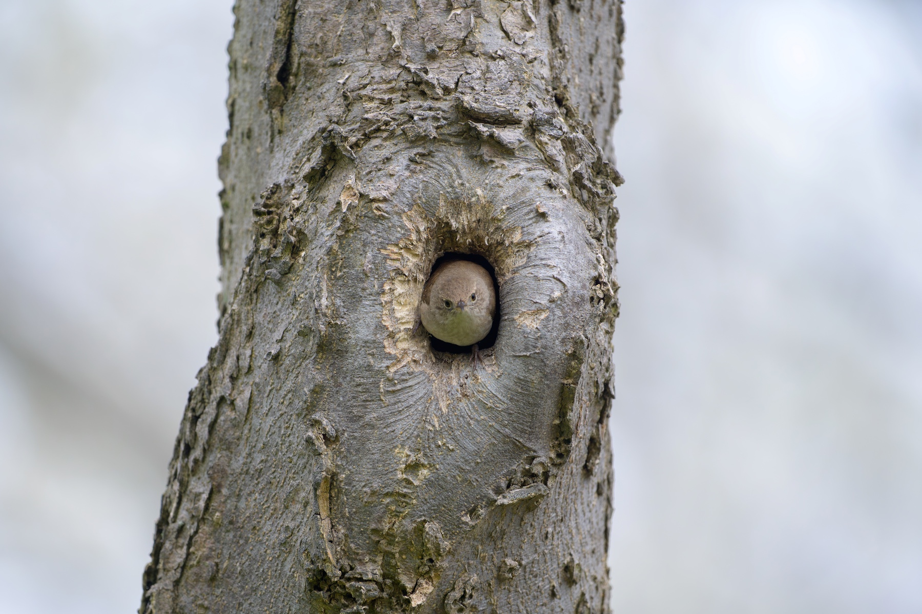 House Wren at Point Pelee National Park hiding in a tree