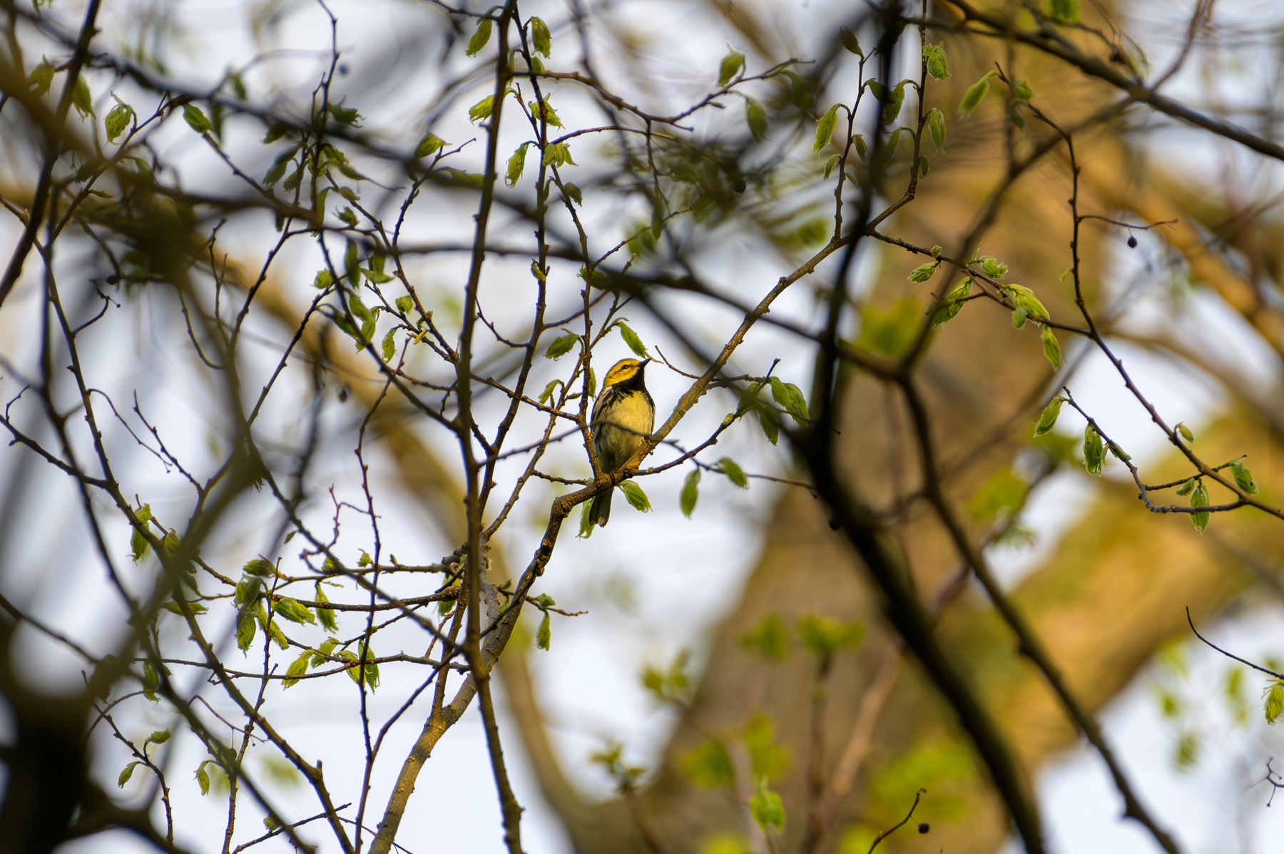 Black-throated Green Warbler at Point Pelee National Park