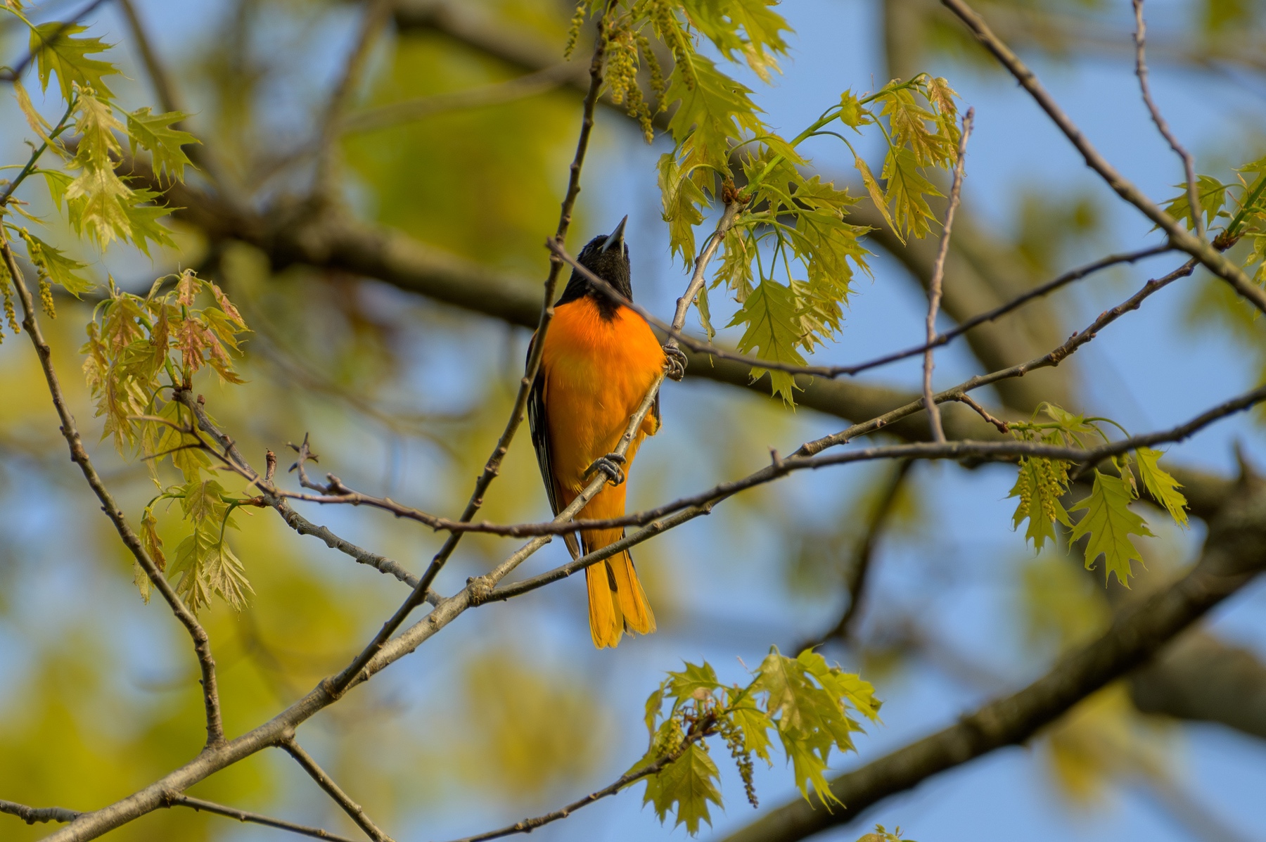 Baltimore Oriole at Point Pelee National Park
