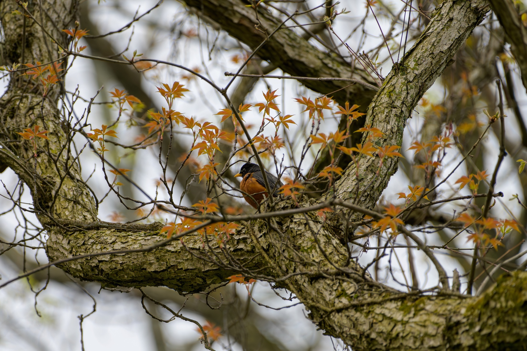 American Robin at Point Pelee National Park